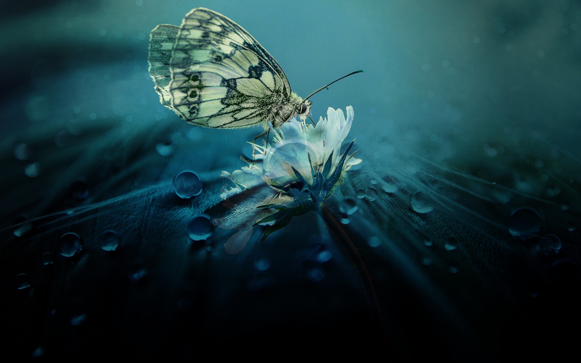 Бабочка на мокром цветочке