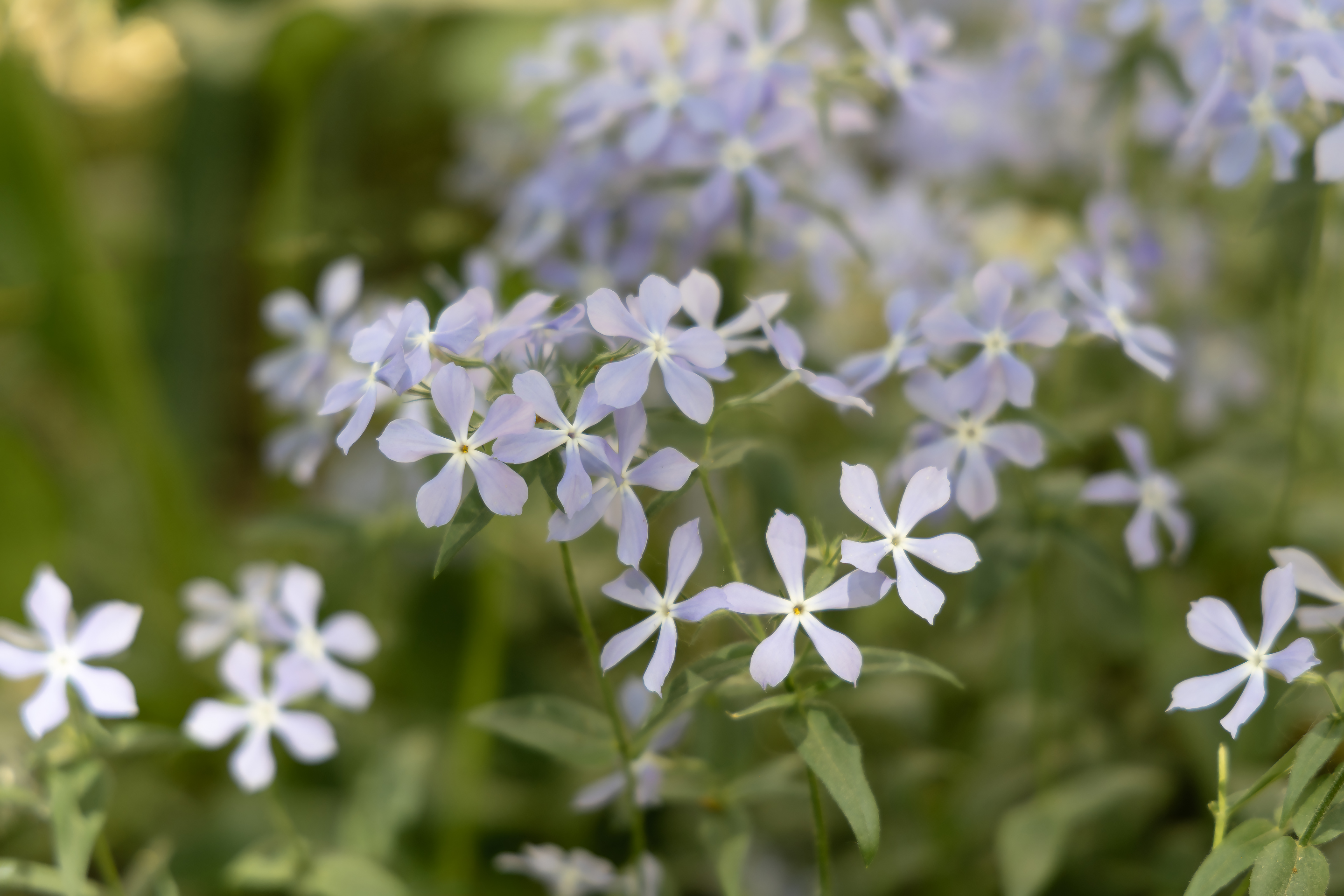 Free photo Blue phlox splayed