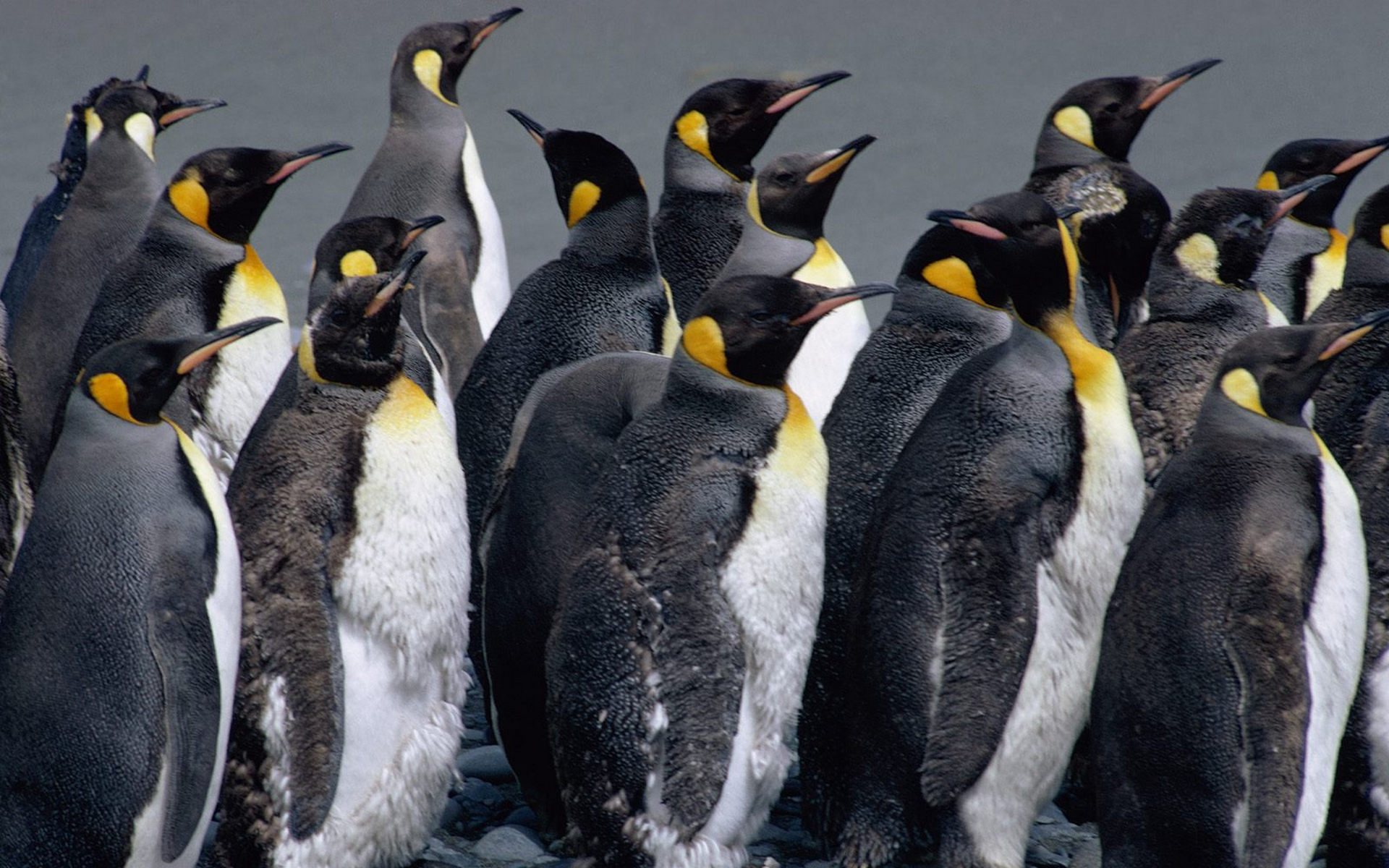 Wallpapers penguins flock feathers on the desktop