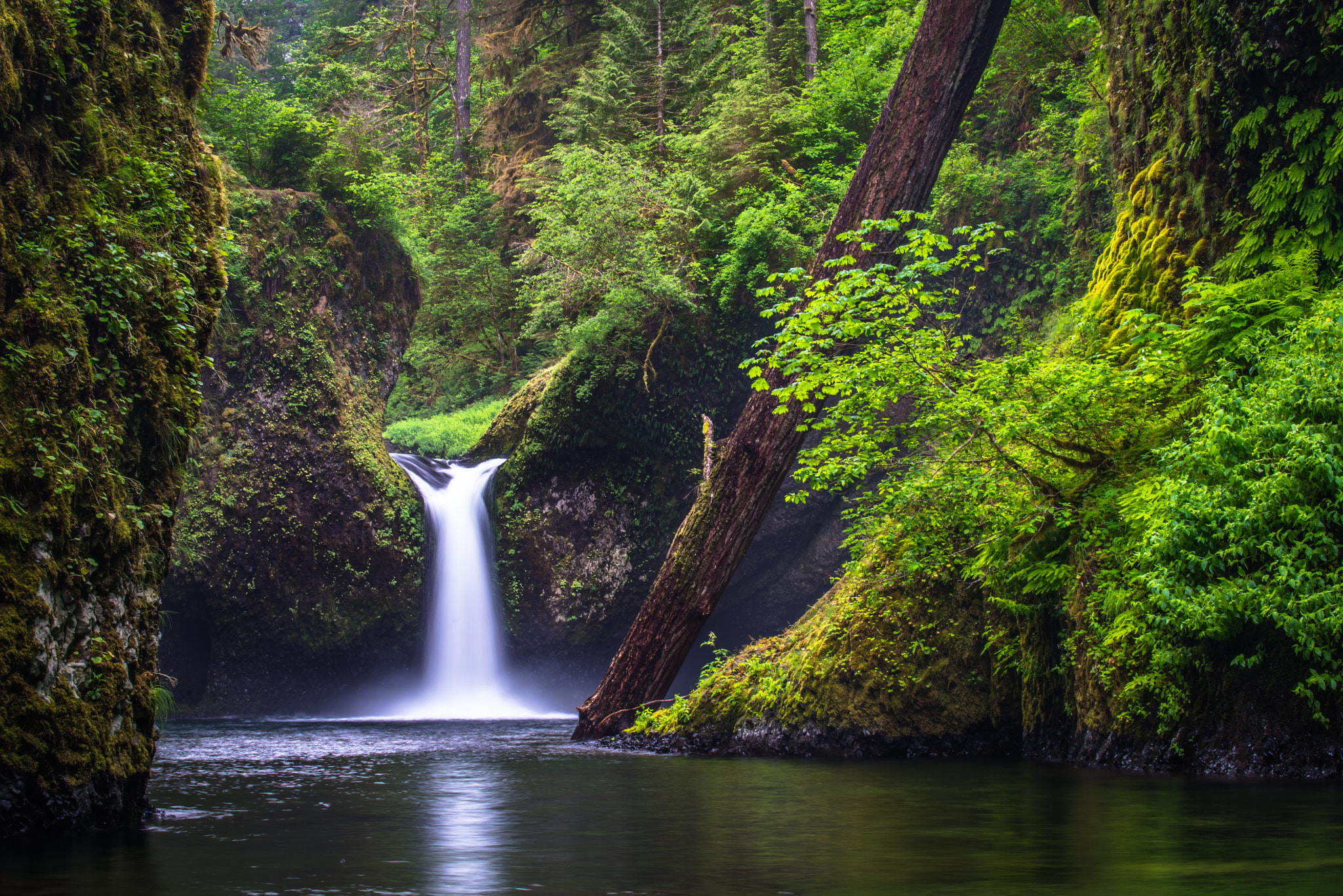 Free photo Waterfall in the old forest