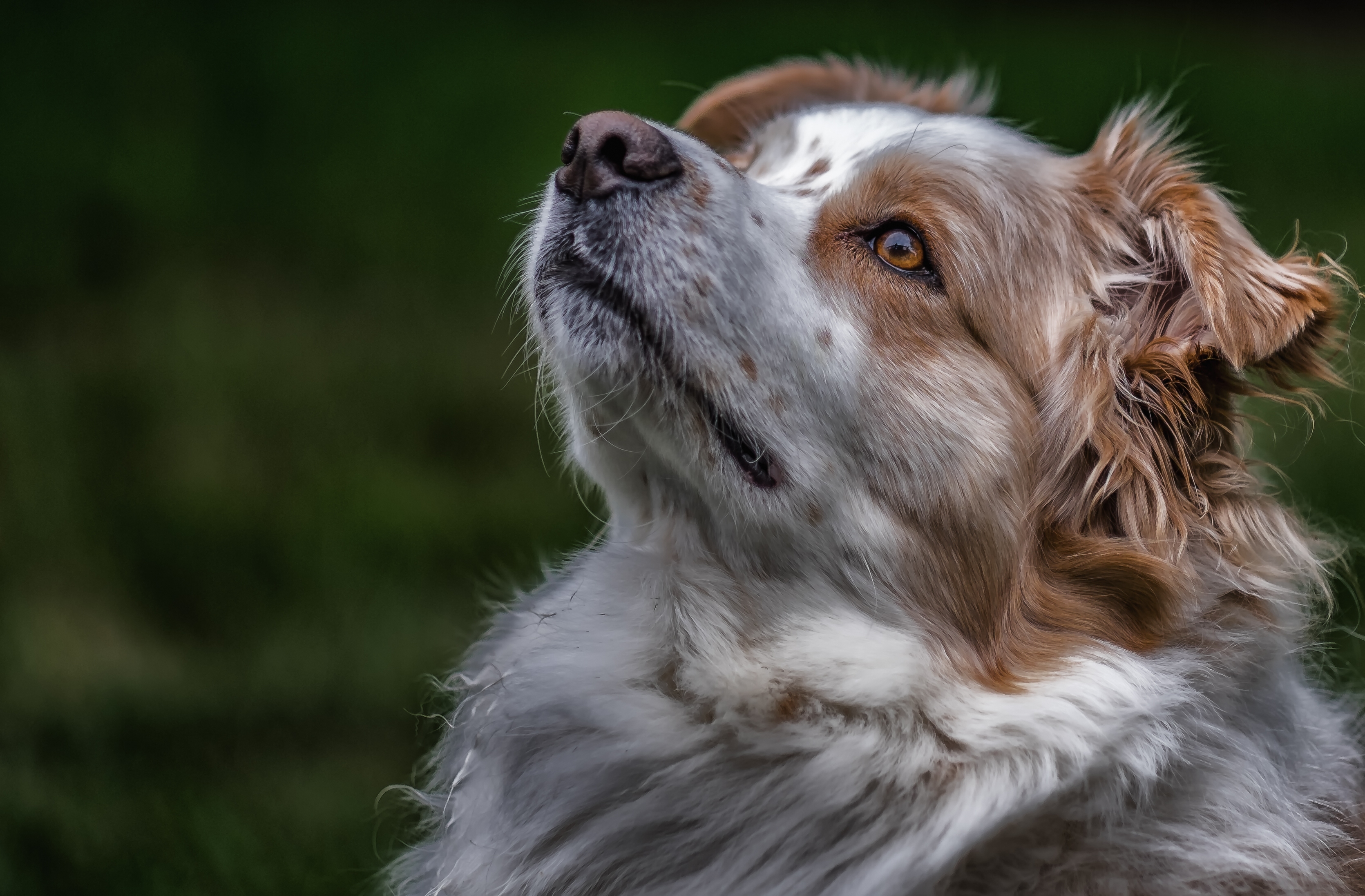 免费照片听话的澳大利亚牧羊犬