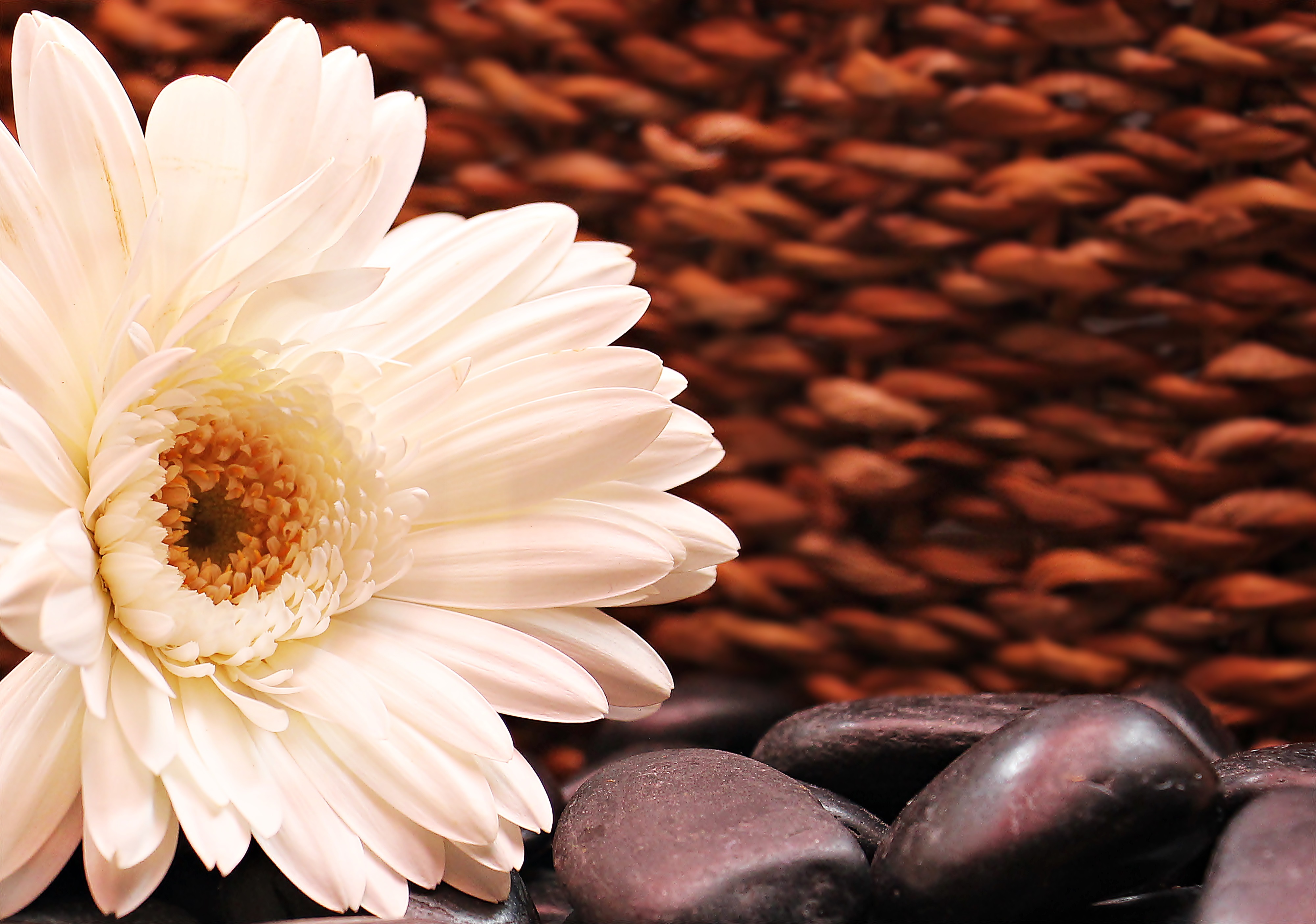 Free photo Gerbera with snow-white petals