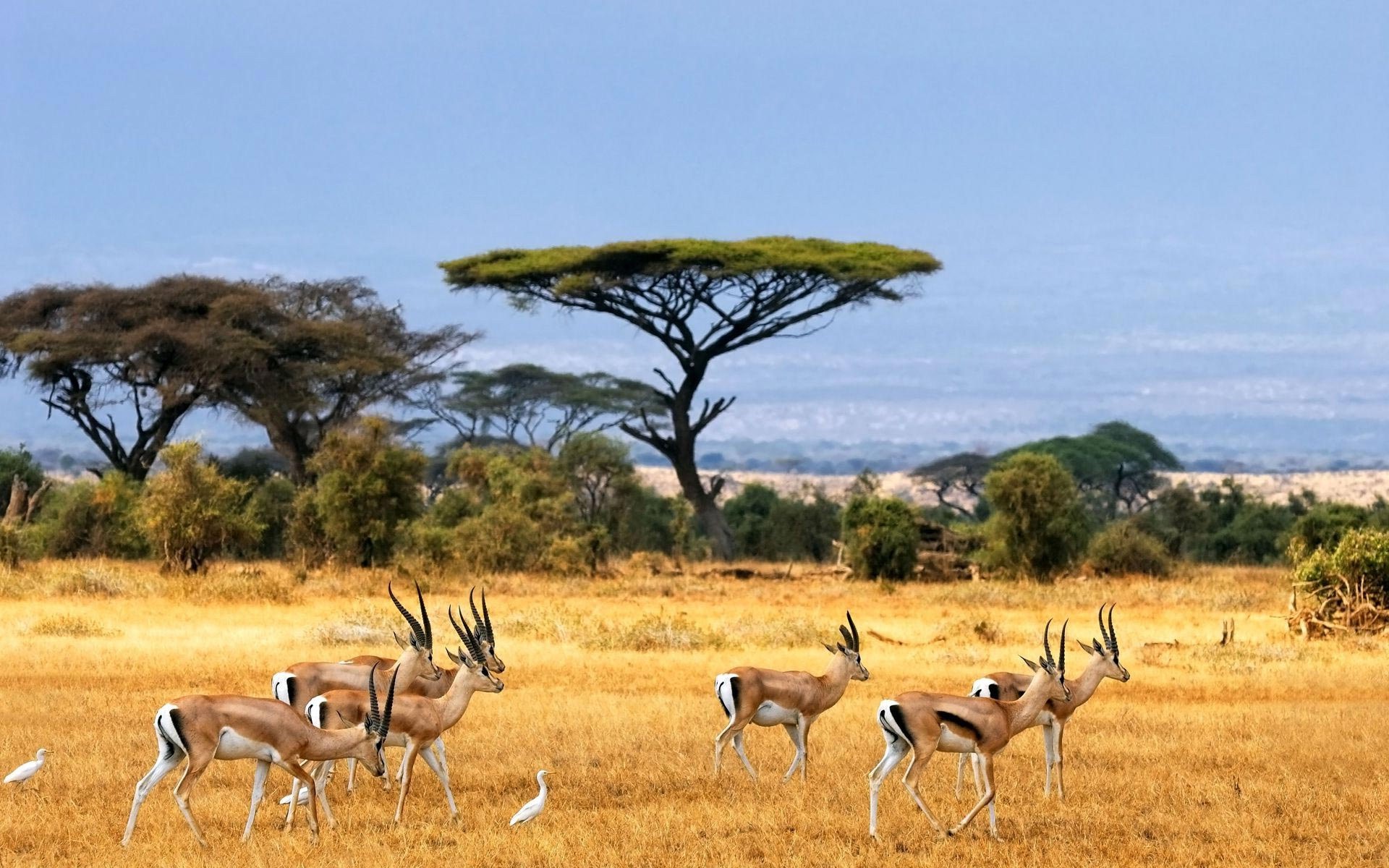 Бесплатное фото Африканские антилопы на фоне деревьев