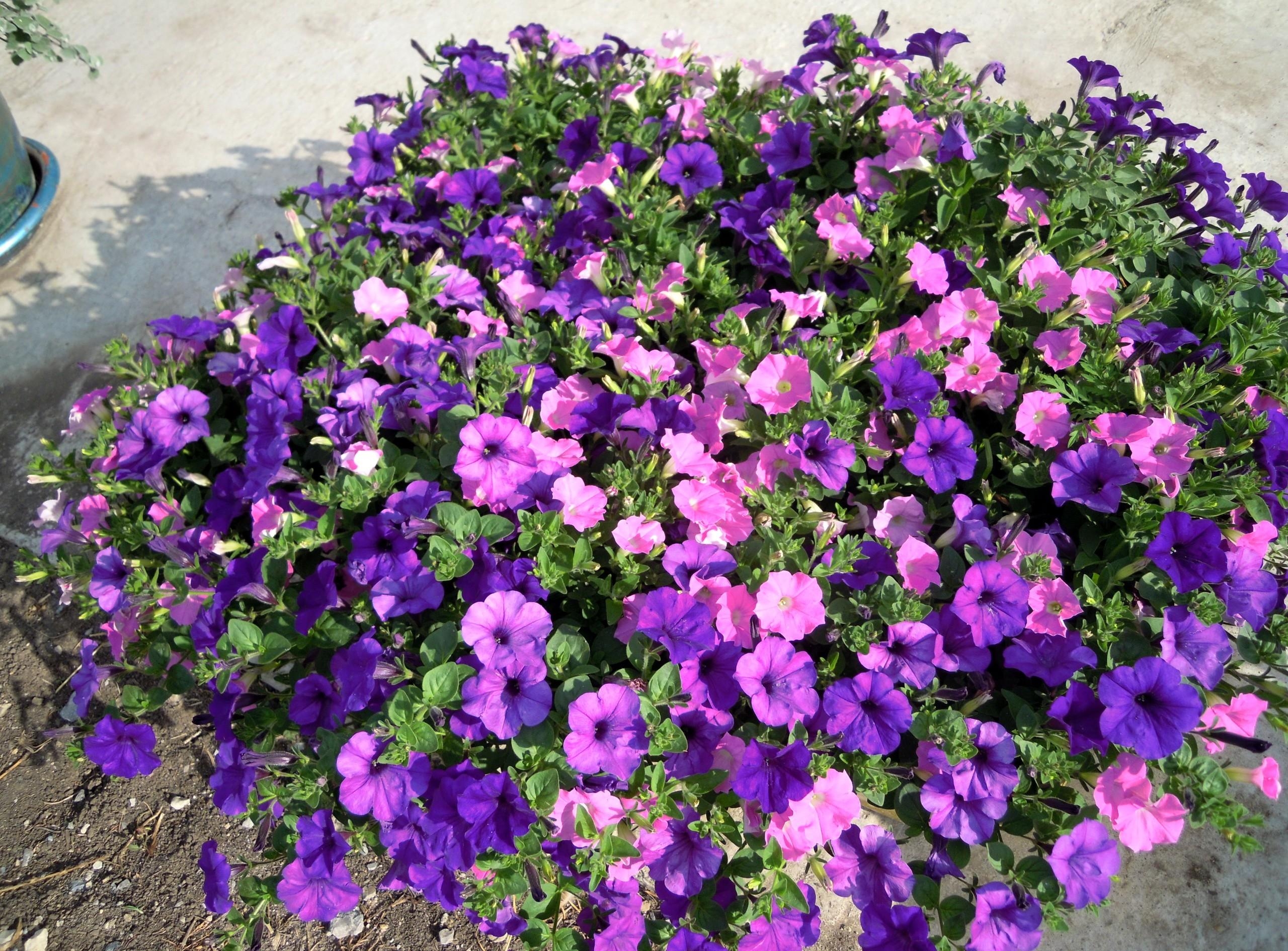 Small purple flowers of purple petunia