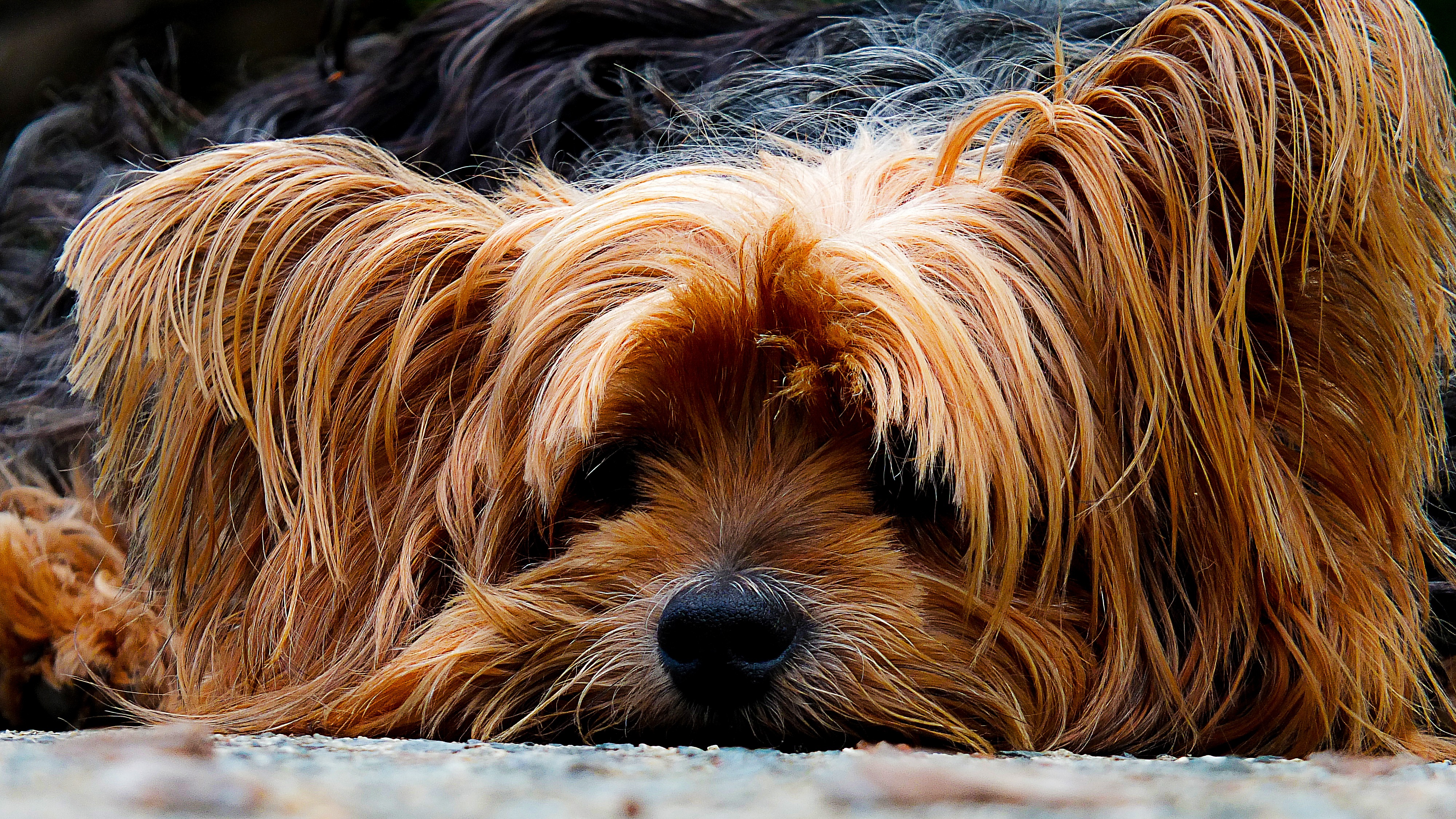 Wallpapers puppy dog portrait on the desktop