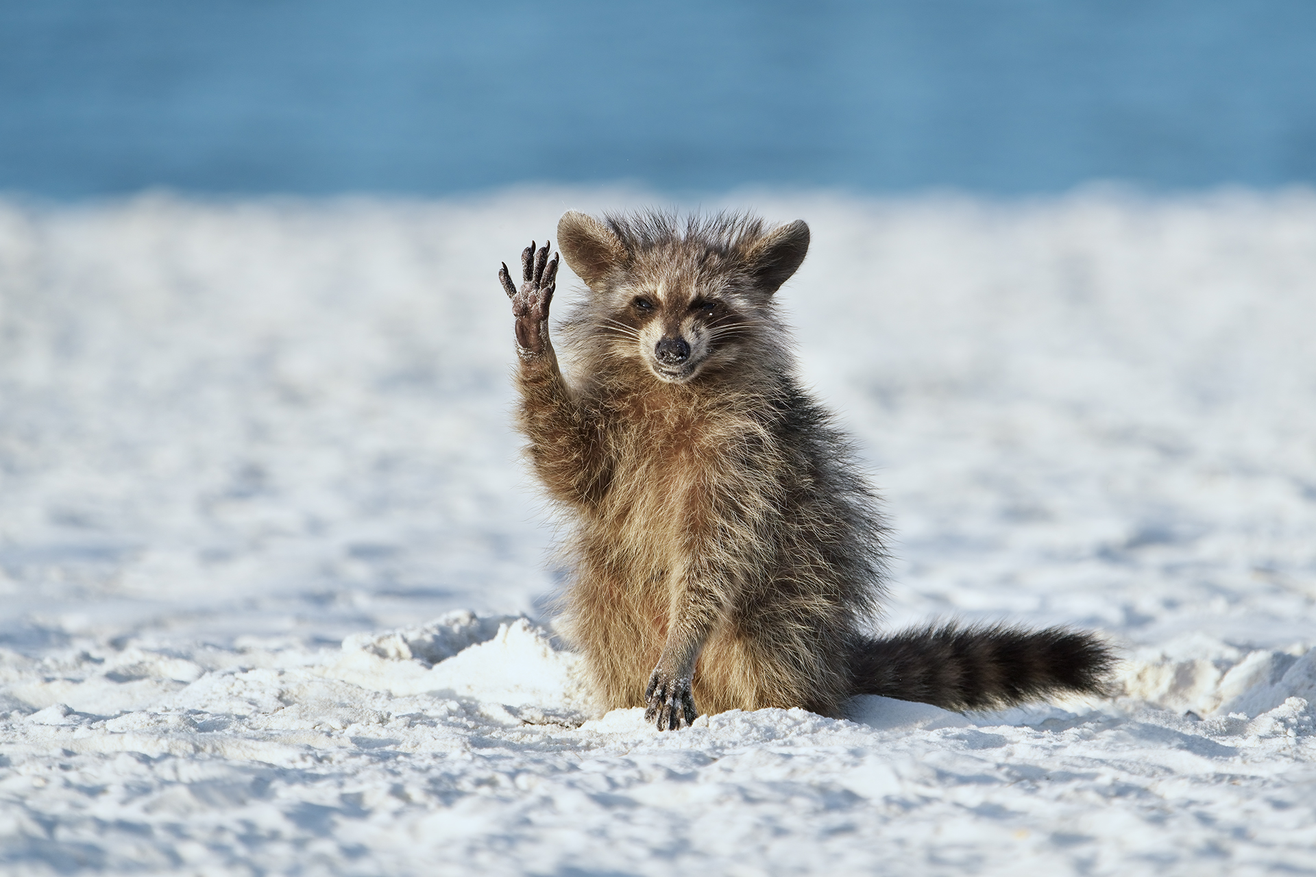 Free photo Funny funny raccoon