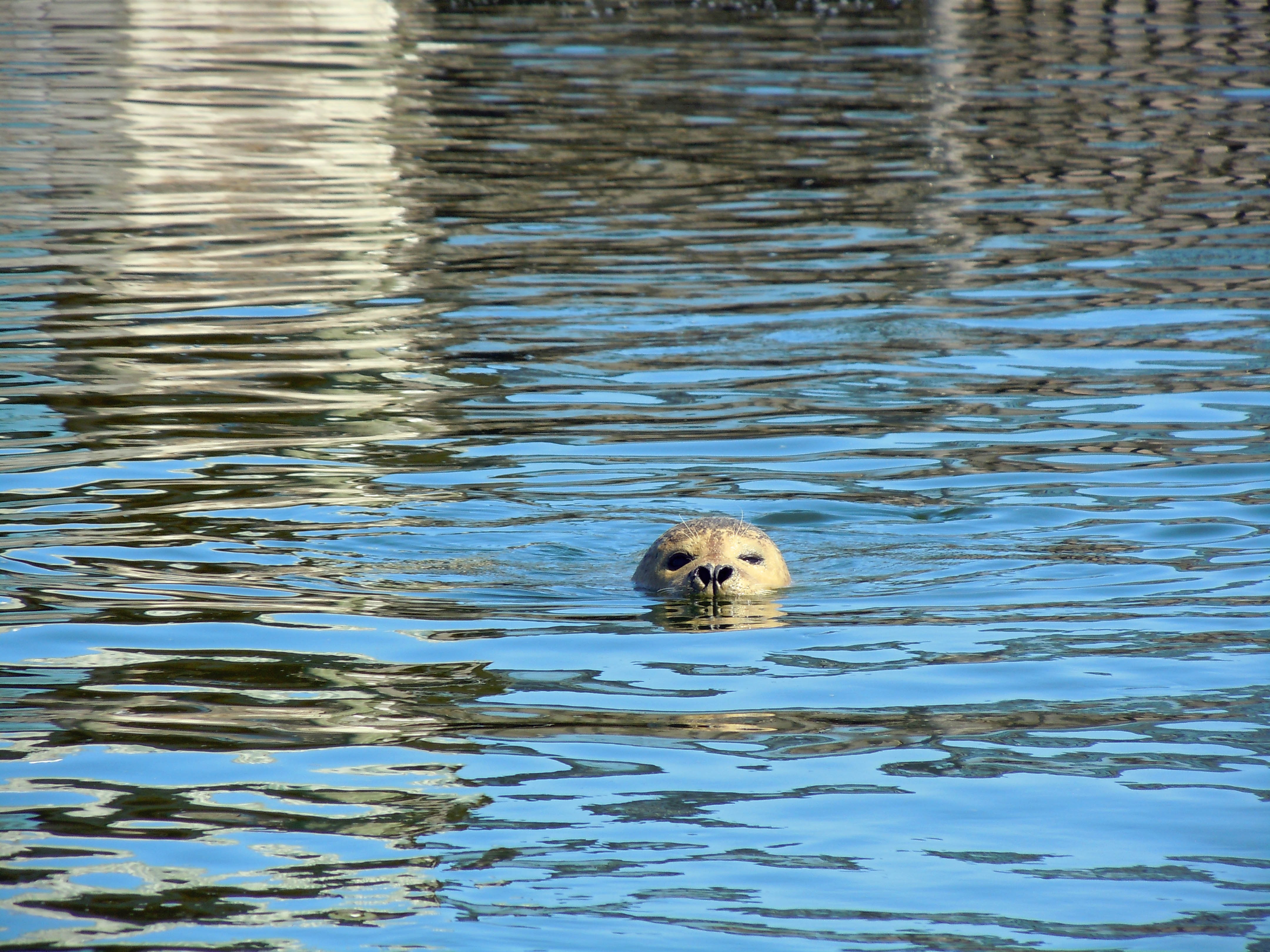 Free photo Navy SEAL swimming in the water