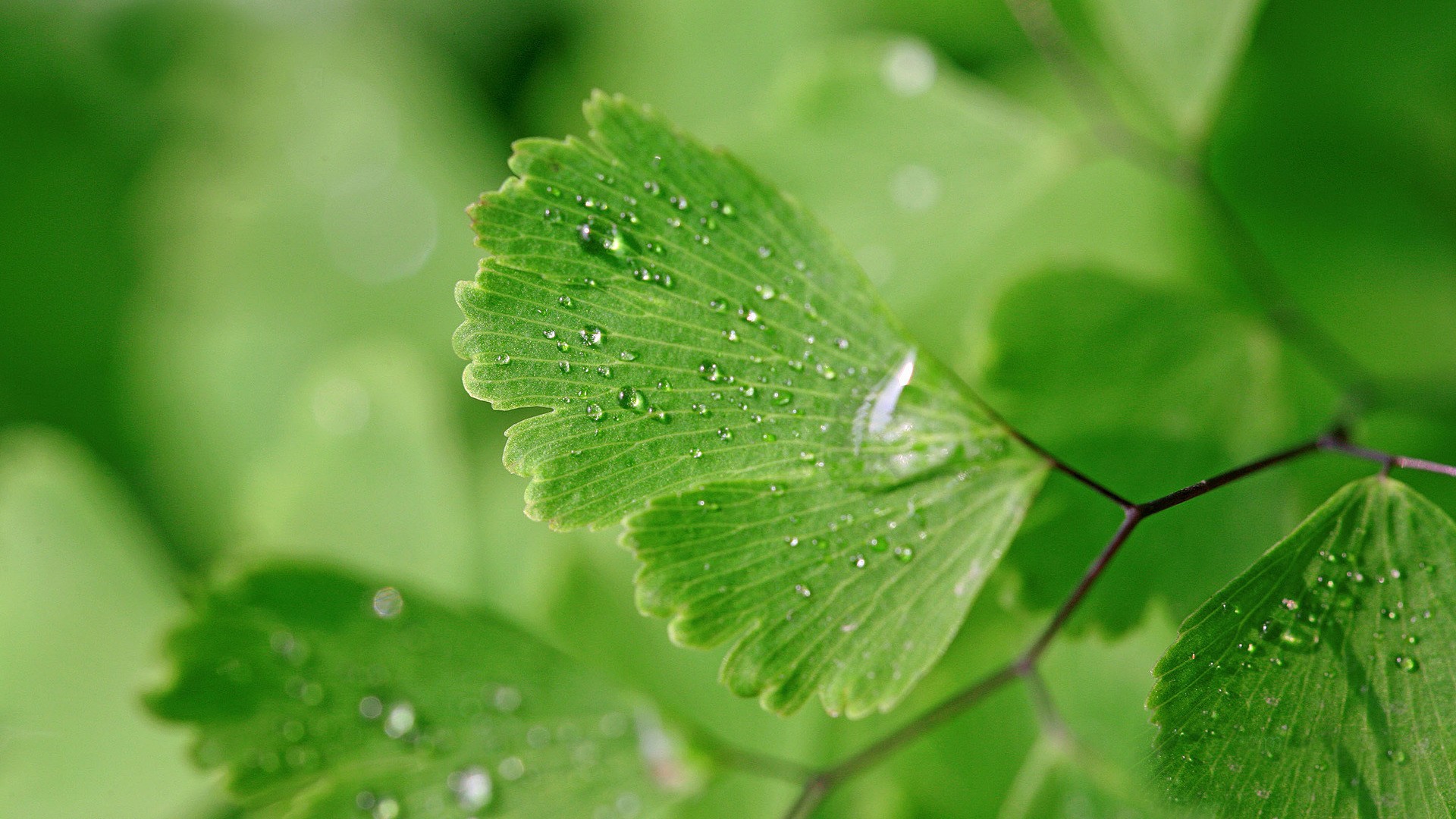 Free photo Water droplets on the leaves