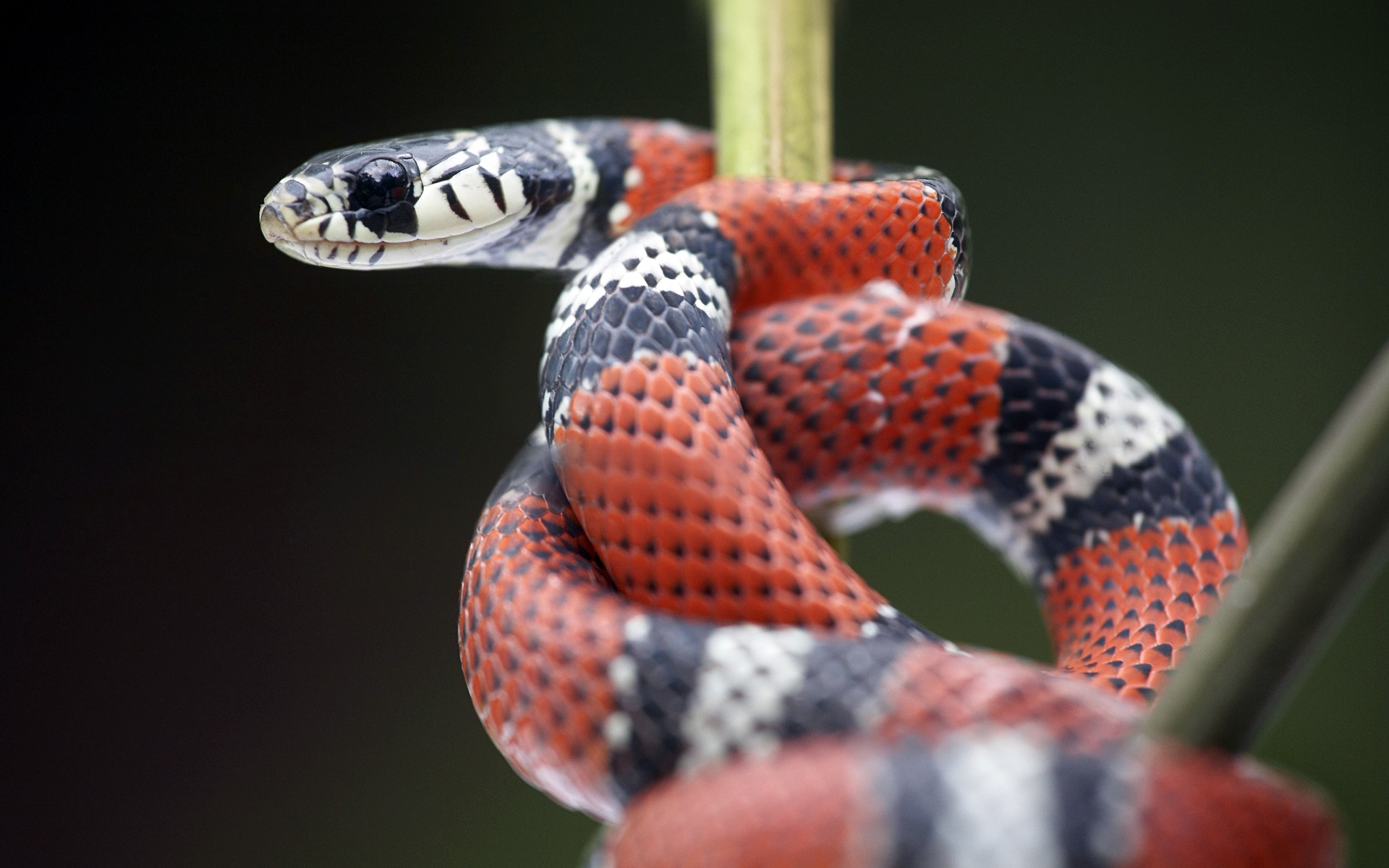 Free photo The king snake is climbing up the branch