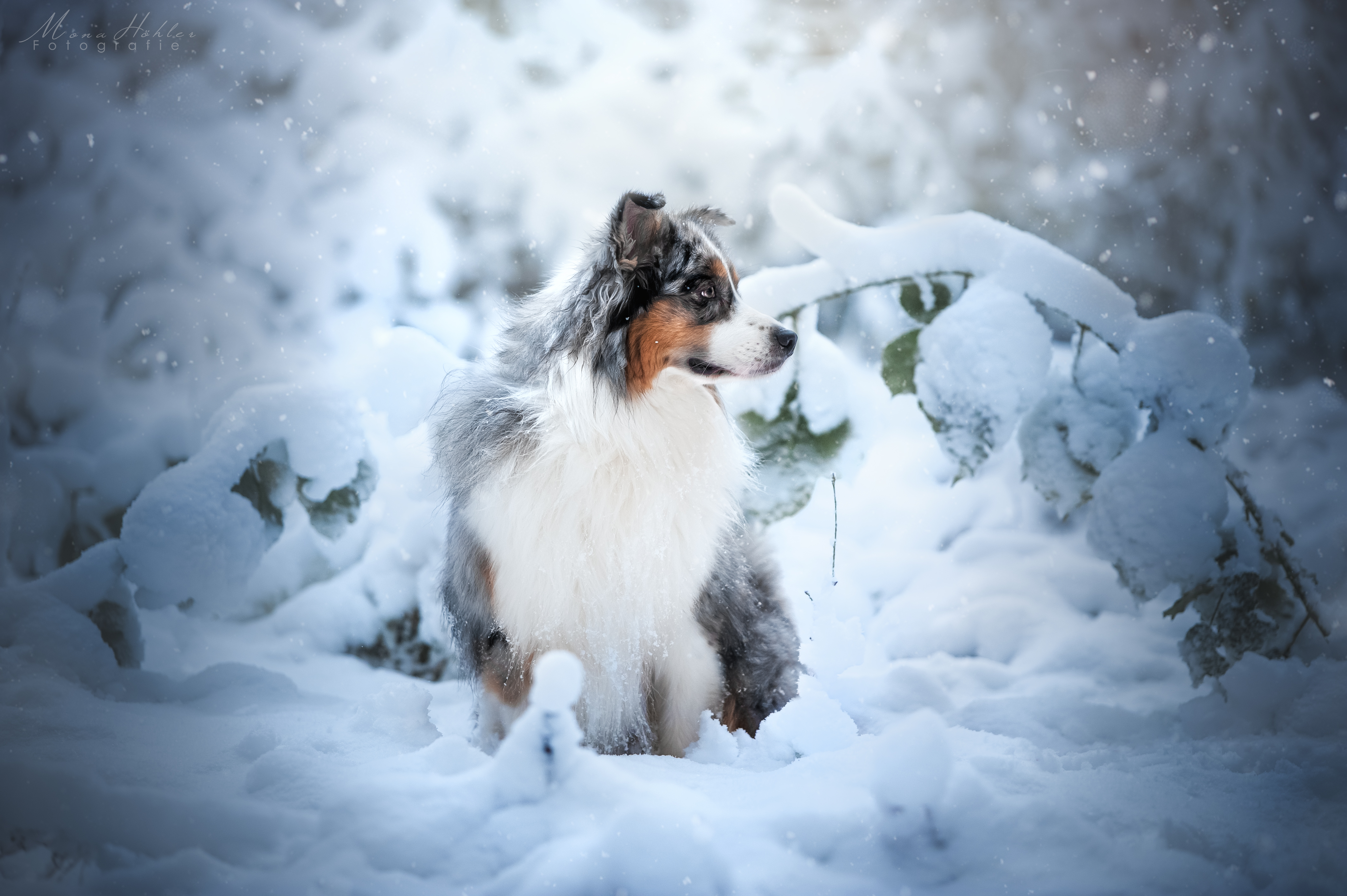 Wallpapers dog australian shepherd snow on the desktop