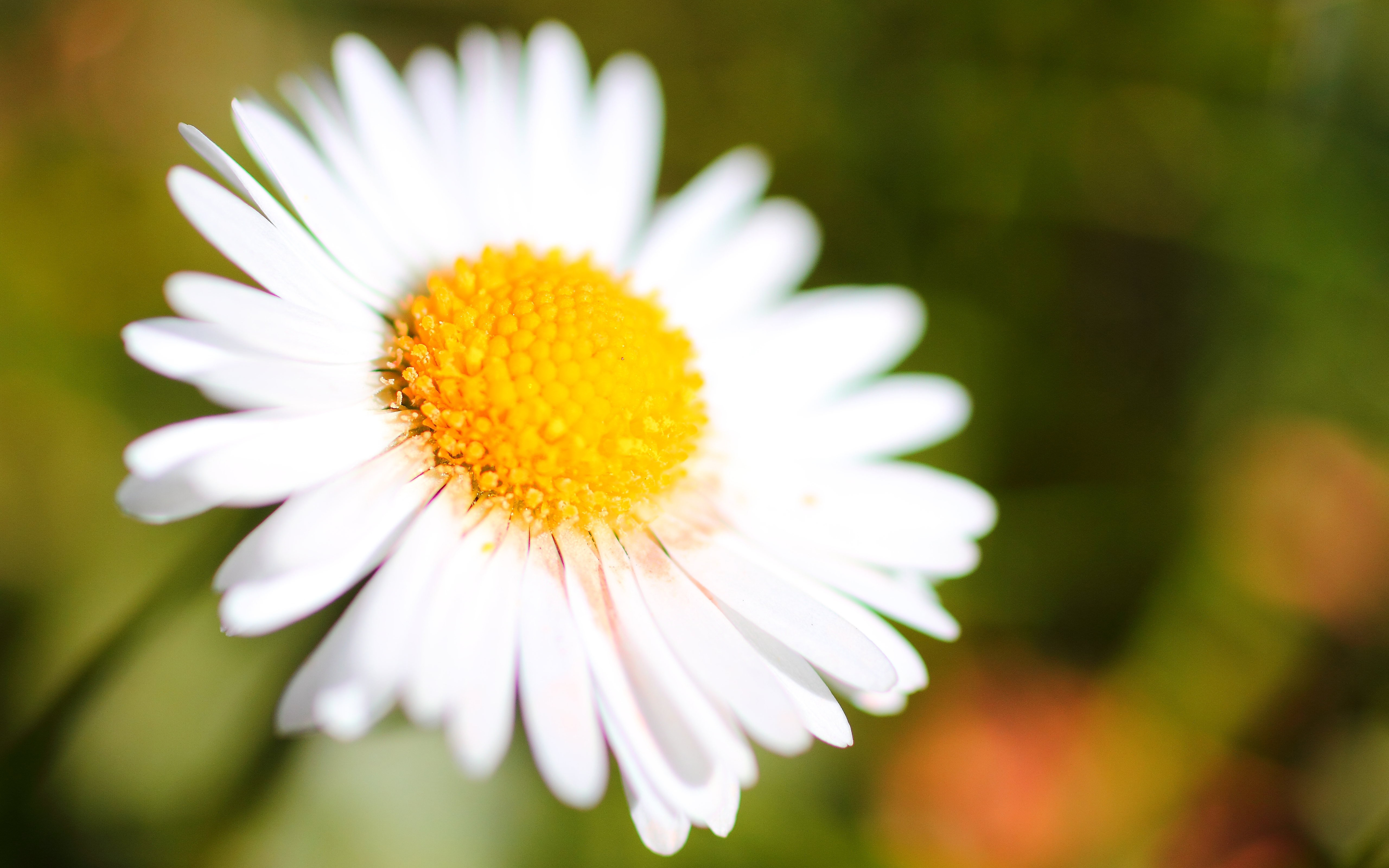 Free photo White daisy petals.