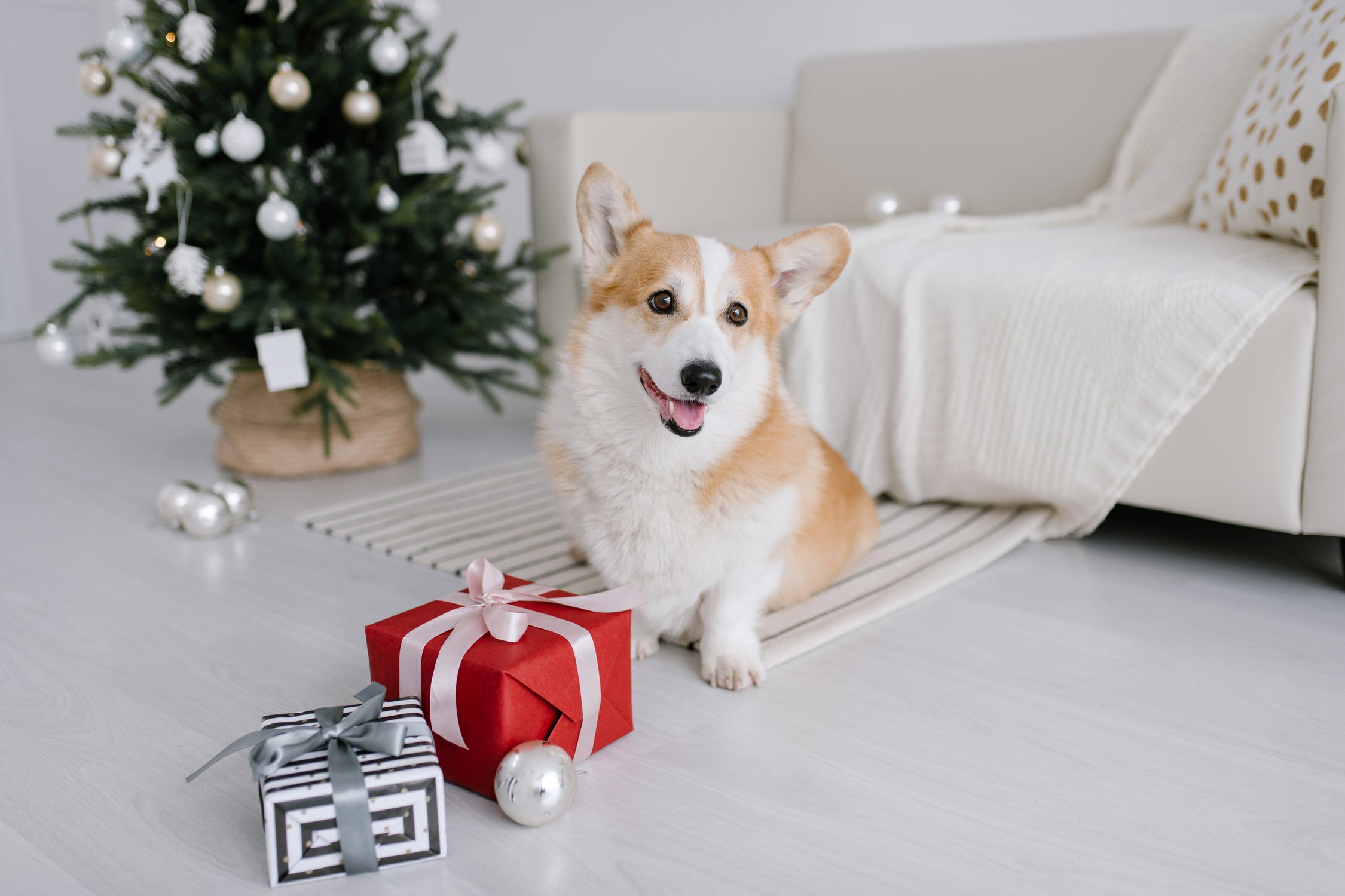 Free photo A puppy next to a small Christmas tree.