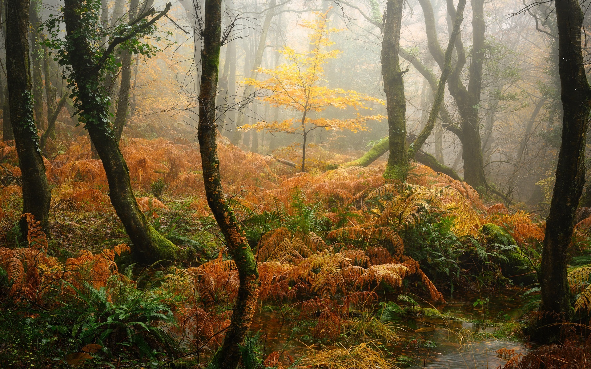 Misty fall forest