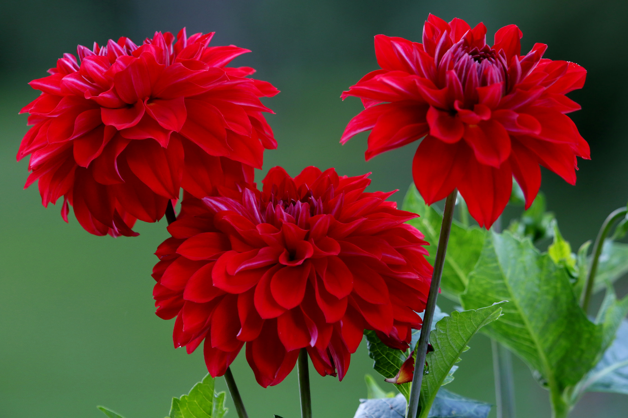 Wallpapers dahlias flowers flower on the desktop