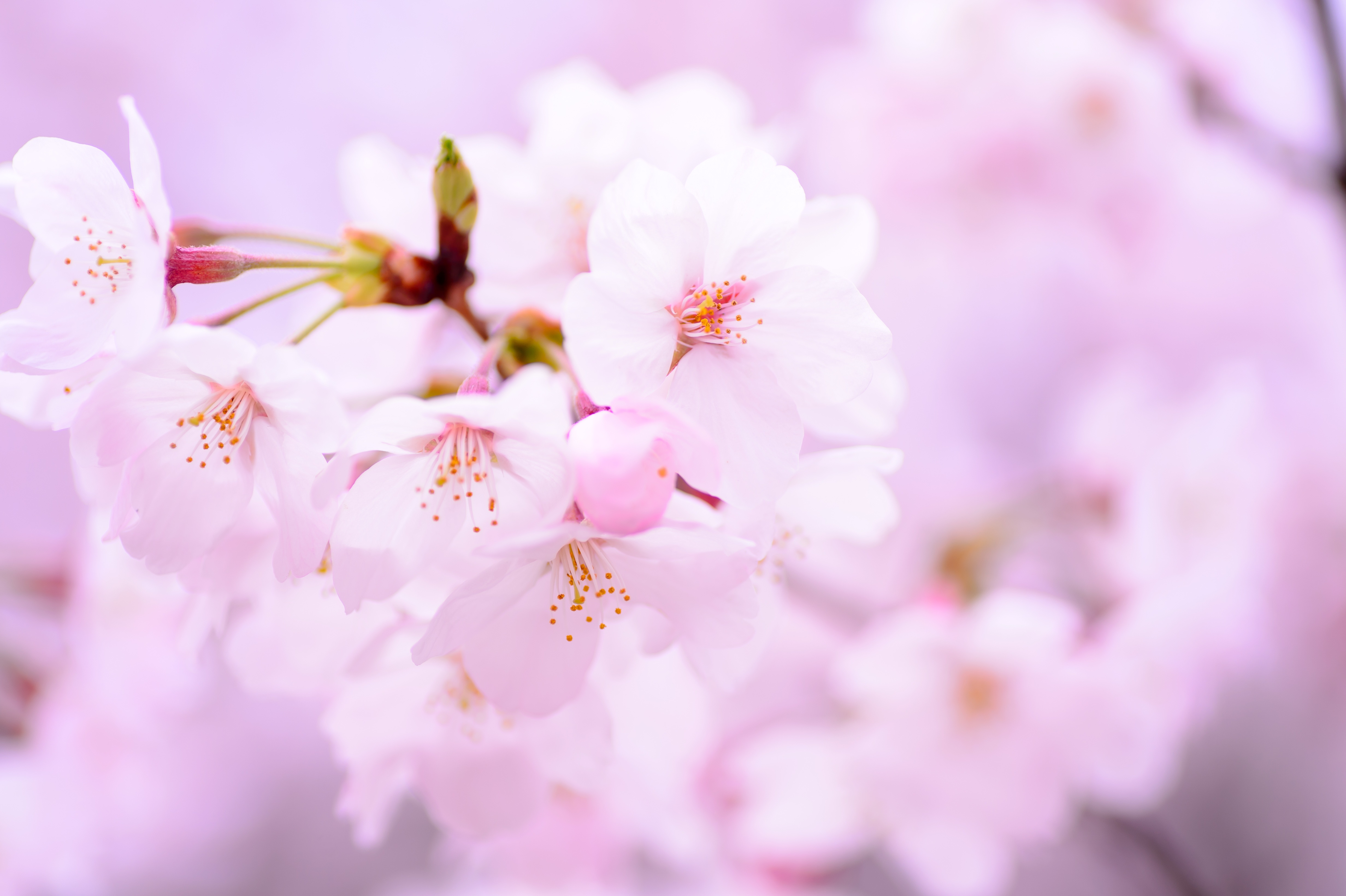 Free photo Japanese flowers