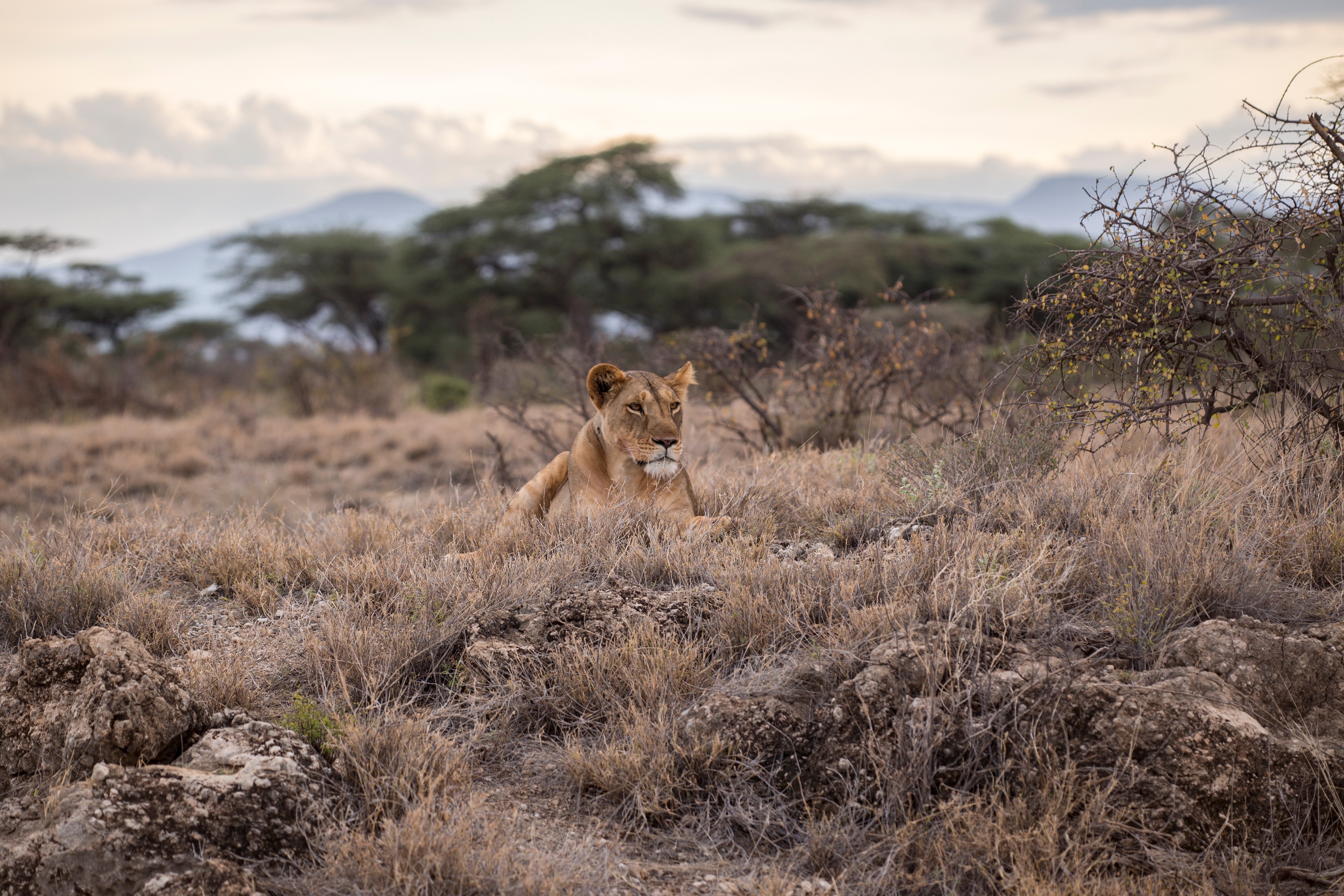 Free photo A lioness resting in the savanna grass