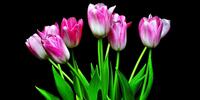 Тюльпаны на черном фоне