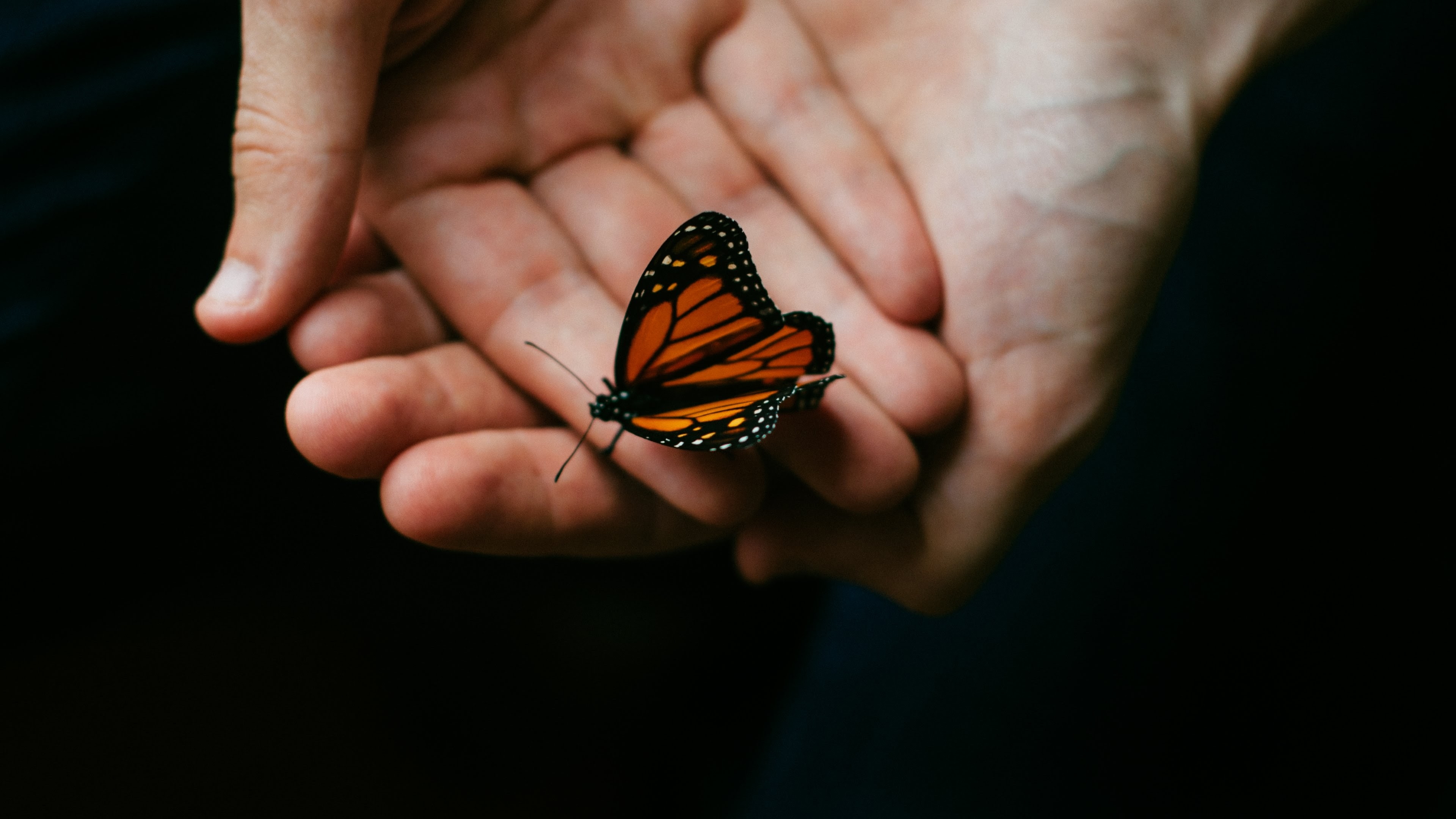 Free photo A butterfly sits in your hand