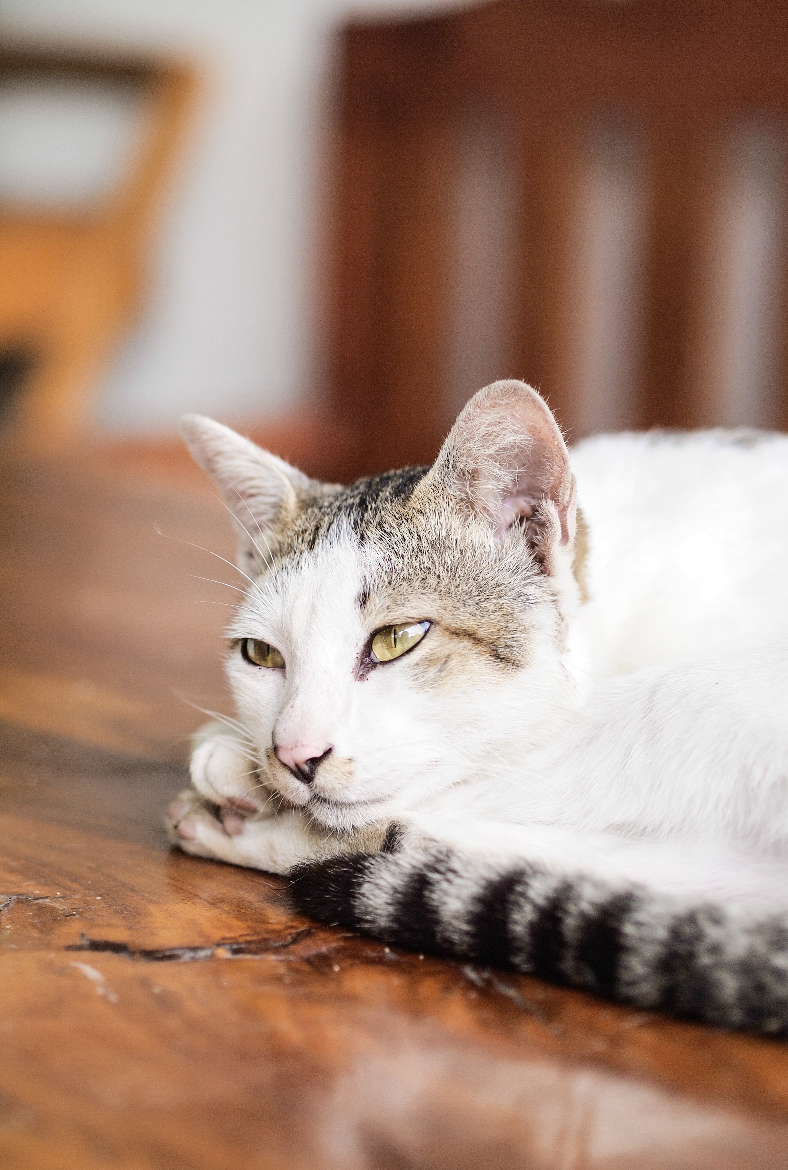 Free photo A gray and white cat rests on the floor