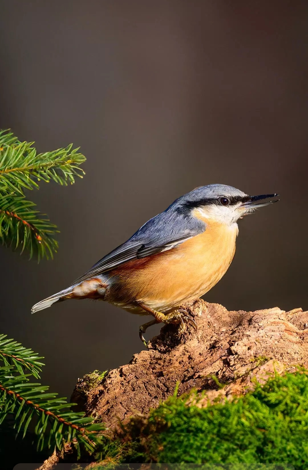 Бесплатное фото Поползень обыкновенный