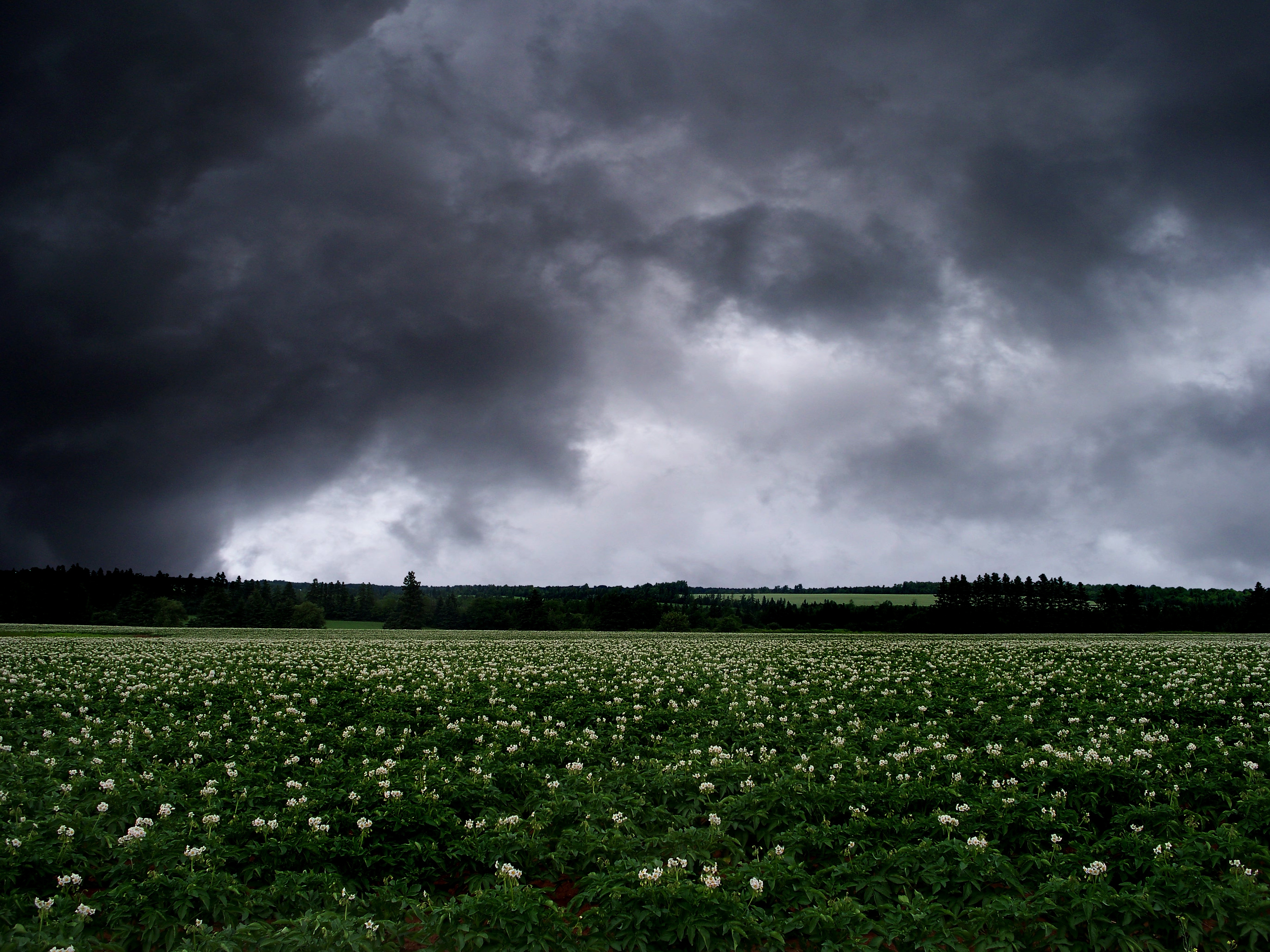 桌面上的壁纸领域 云彩 景观