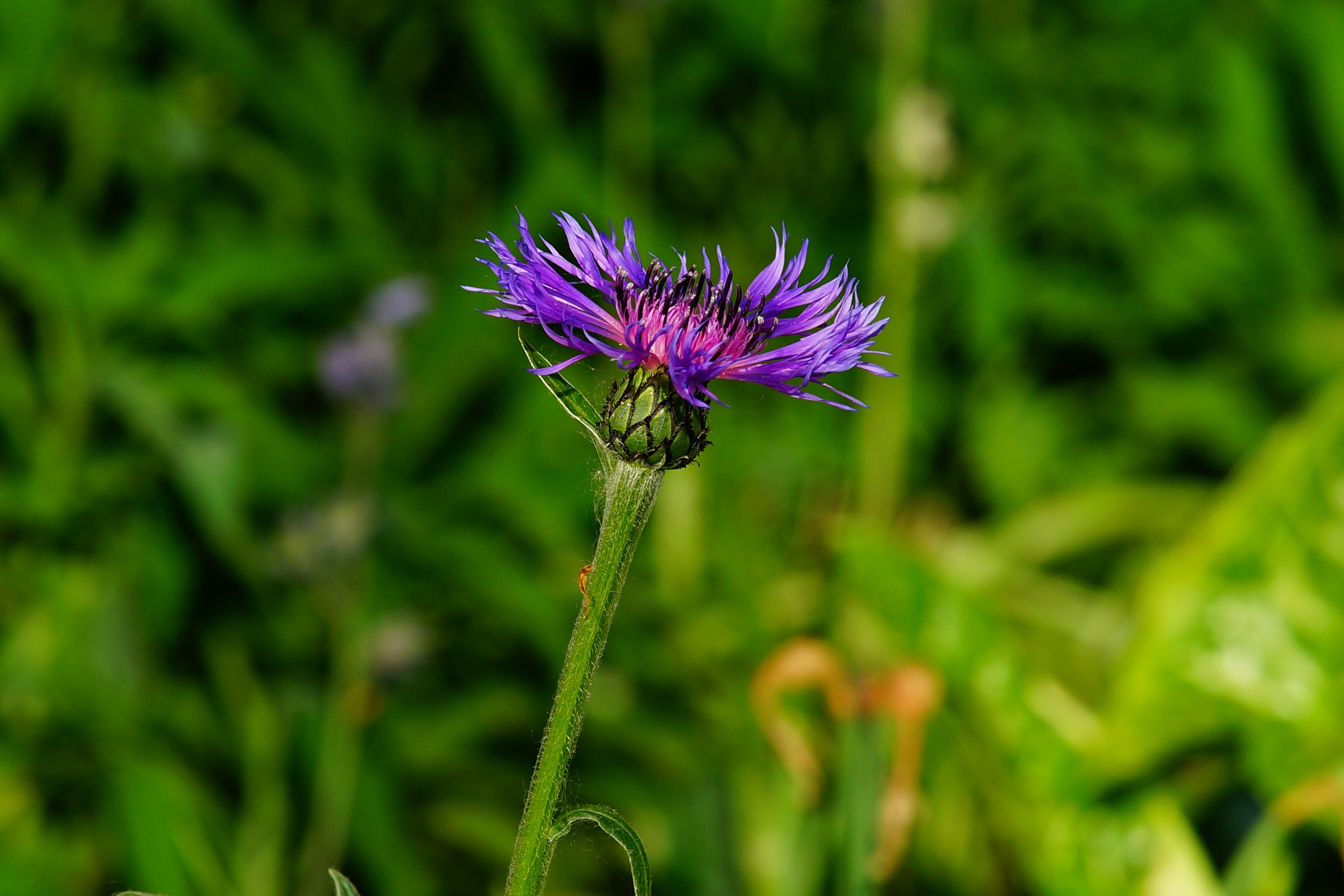 Free photo Purple flower on a blurred green background