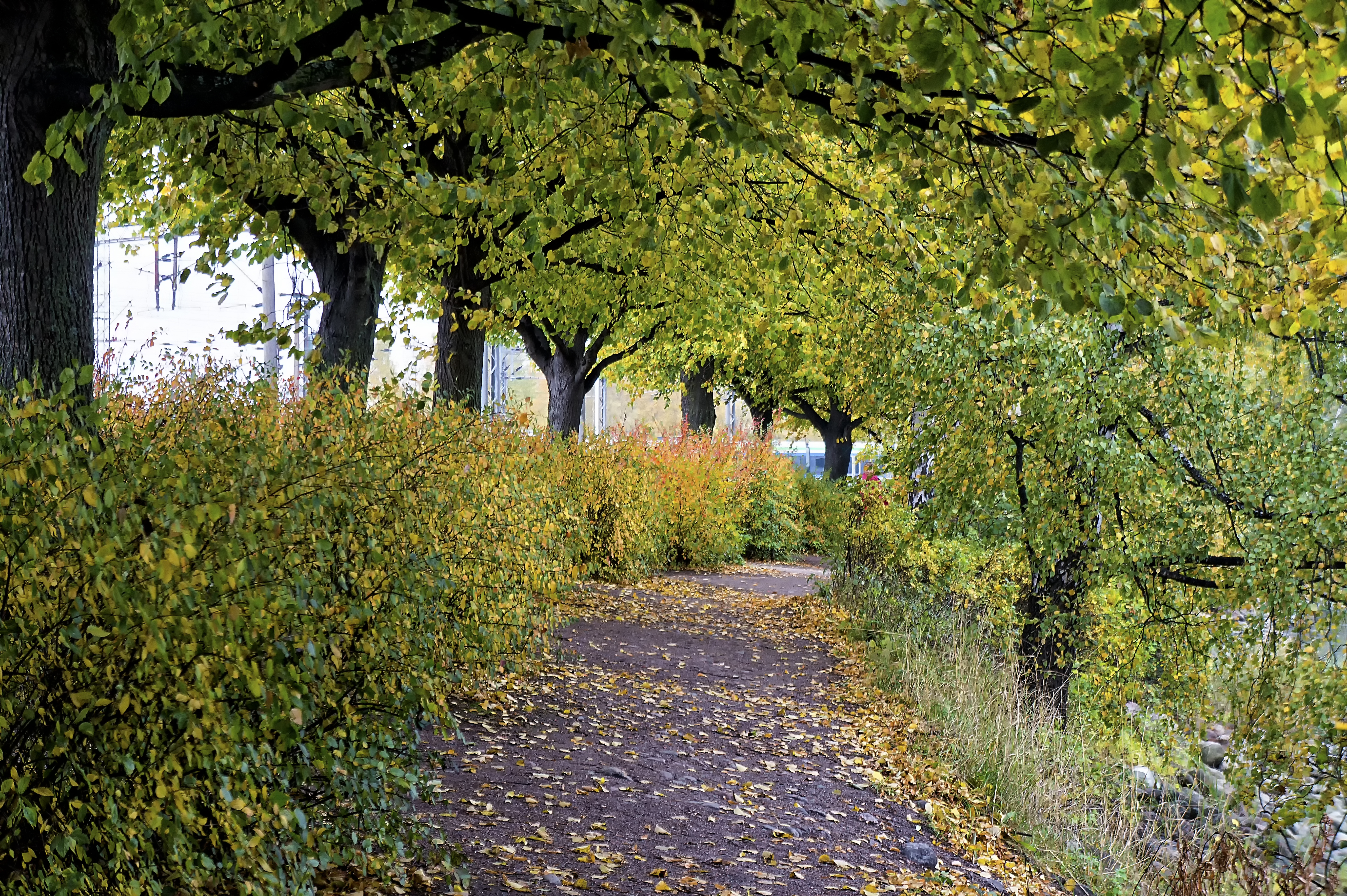 Wallpapers botany meadow path on the desktop