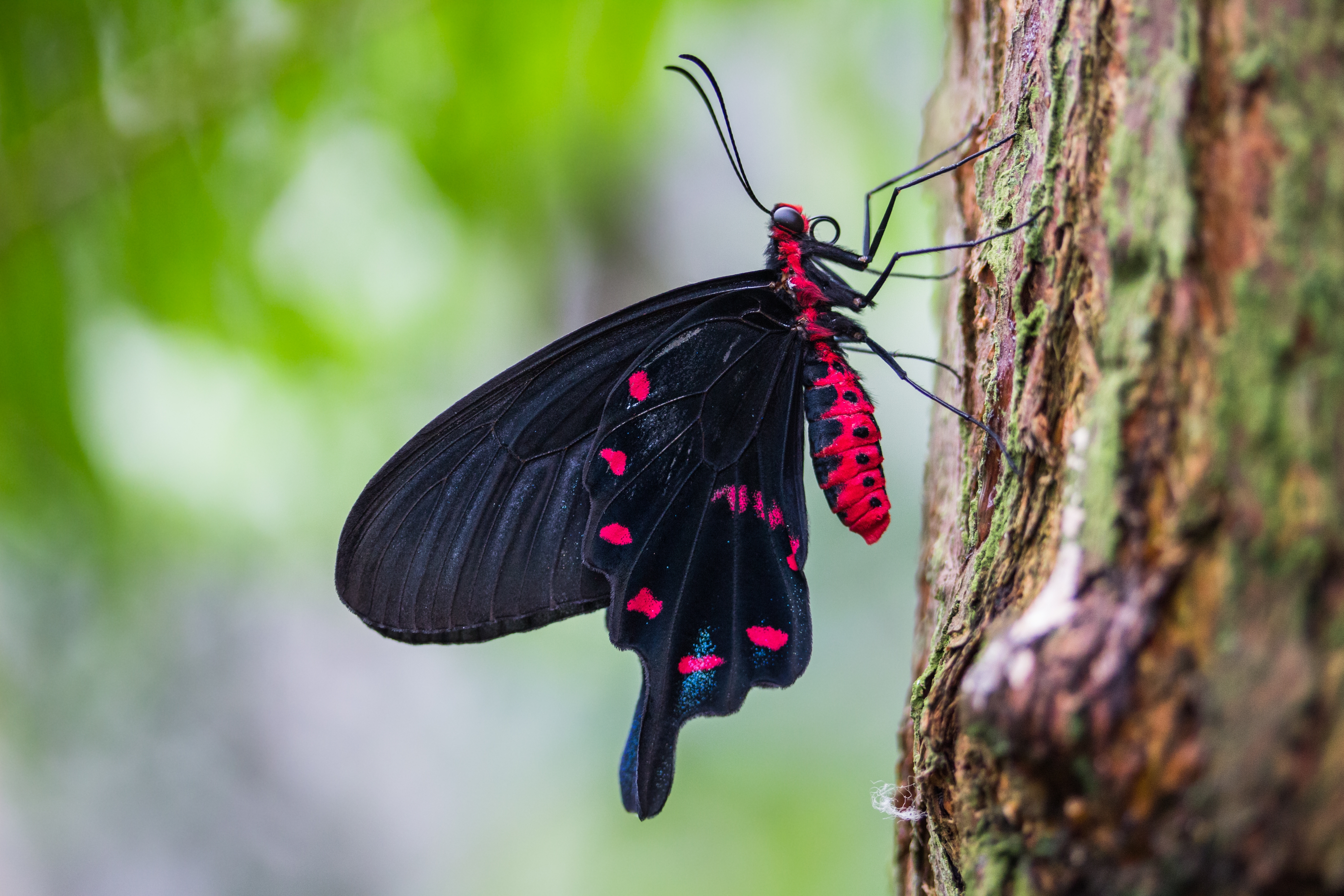 免费照片粉色蝴蝶，黑色翅膀。