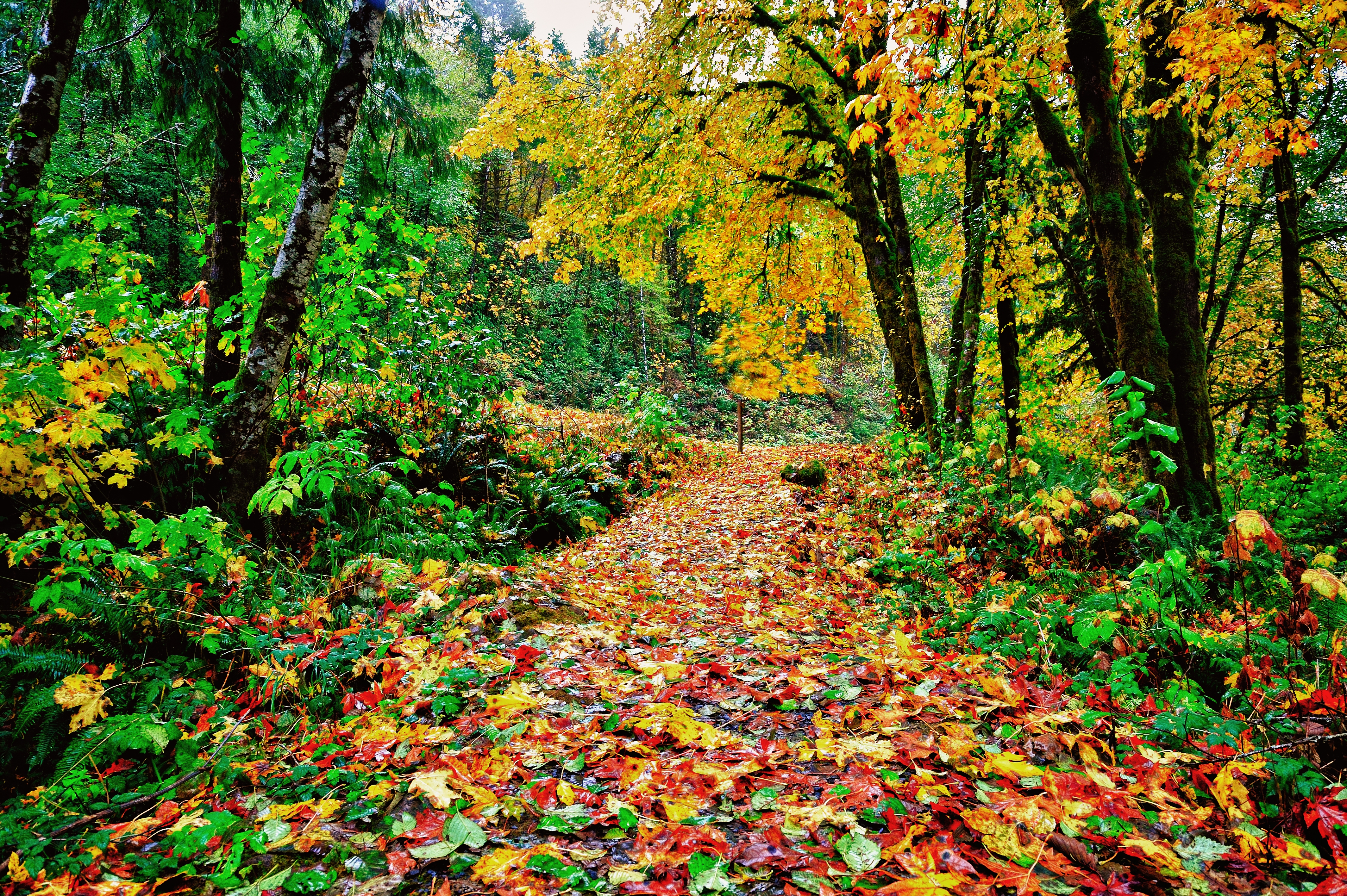 A forest path of colored fallen leaves