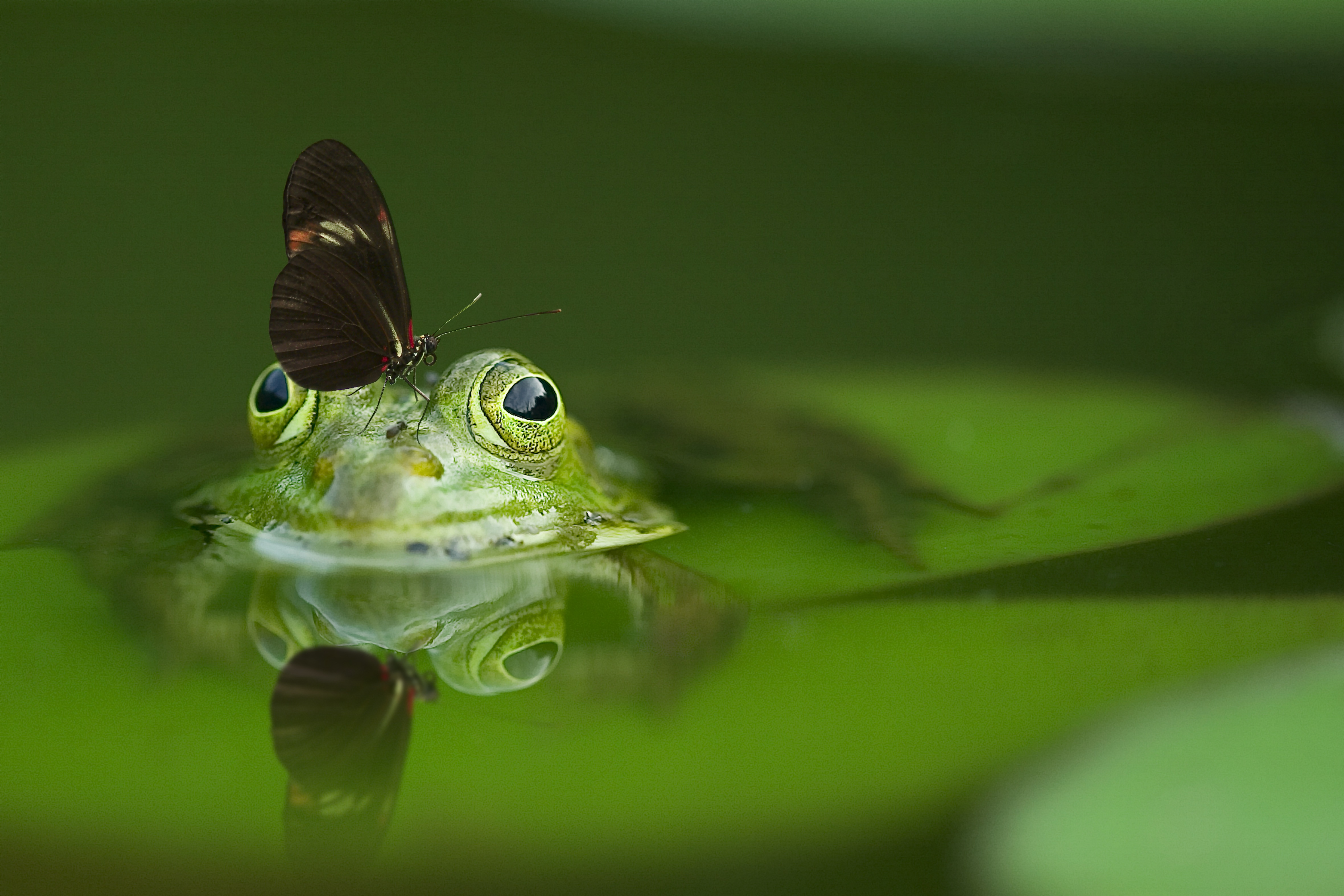 一只蝴蝶坐在一只绿青蛙的头上