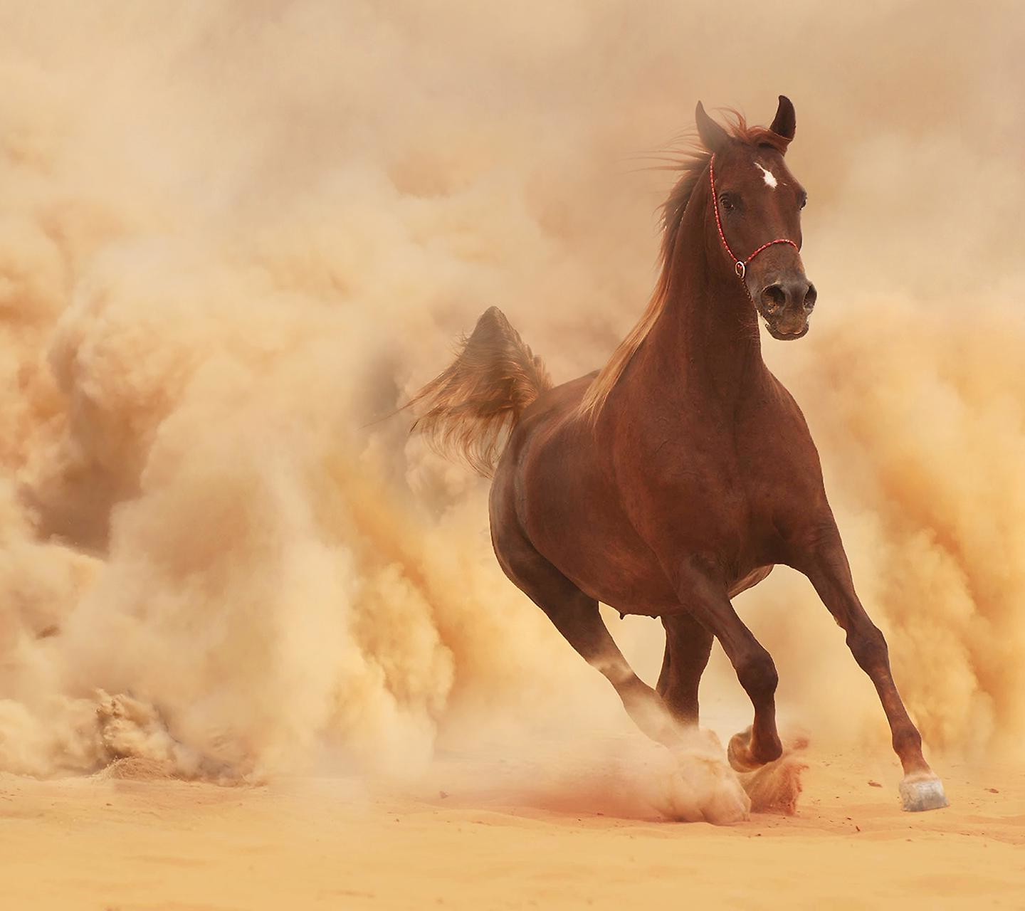 Обои животные лошадь кобыла на рабочий стол