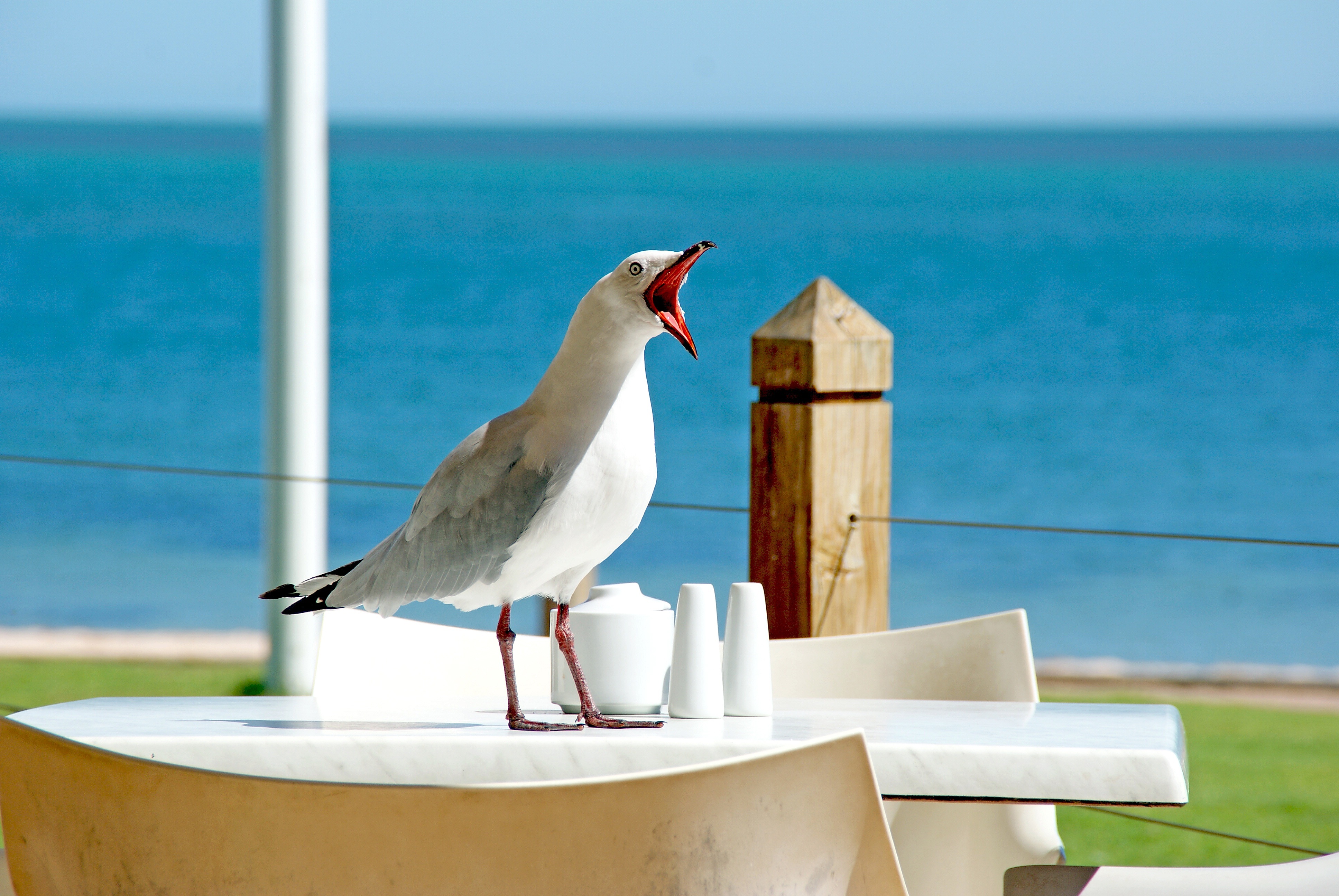 Free photo Sea Gull with Open Mouth