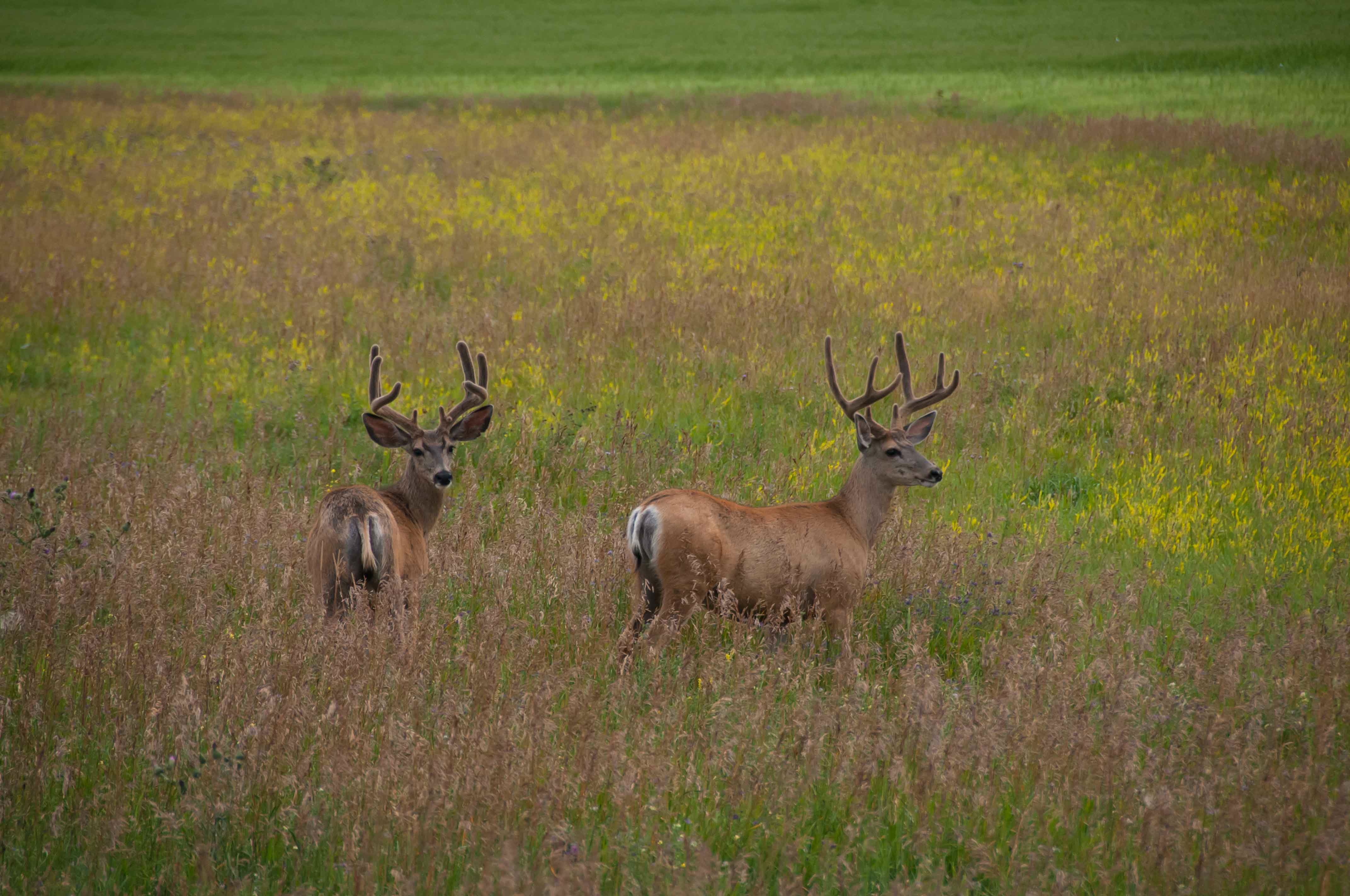 Free photo A family of deer in a field of tall grass