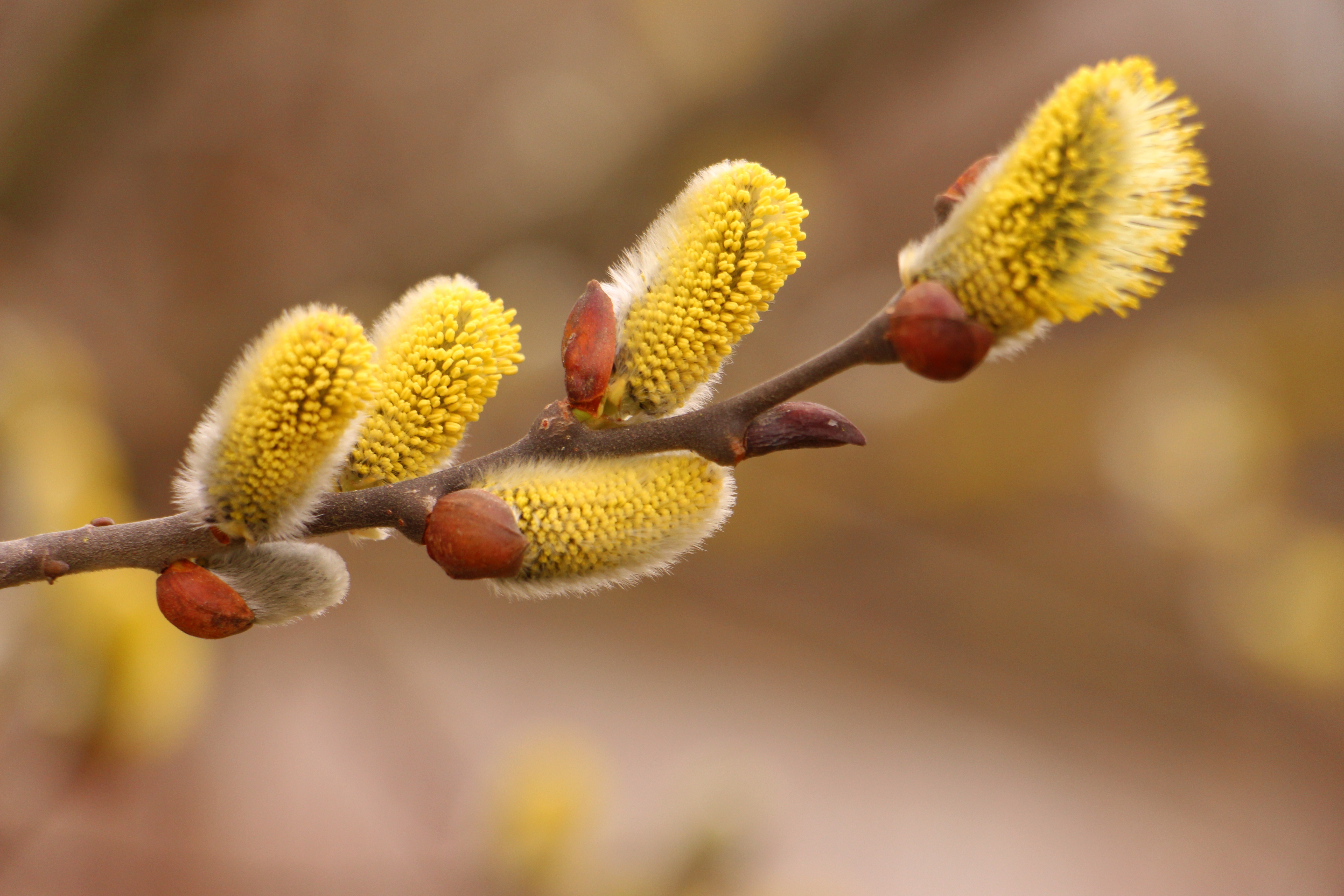 Free photo A sprig of willow