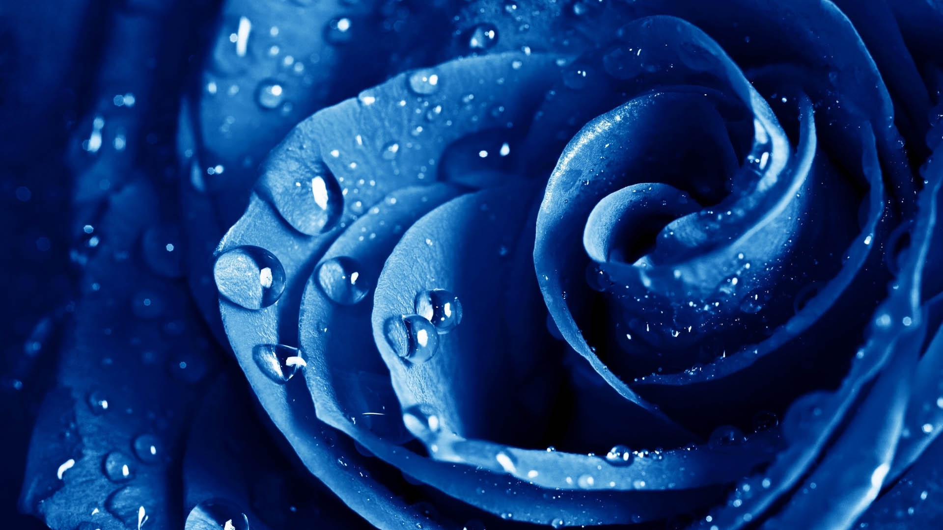 带着雨滴的蓝色玫瑰