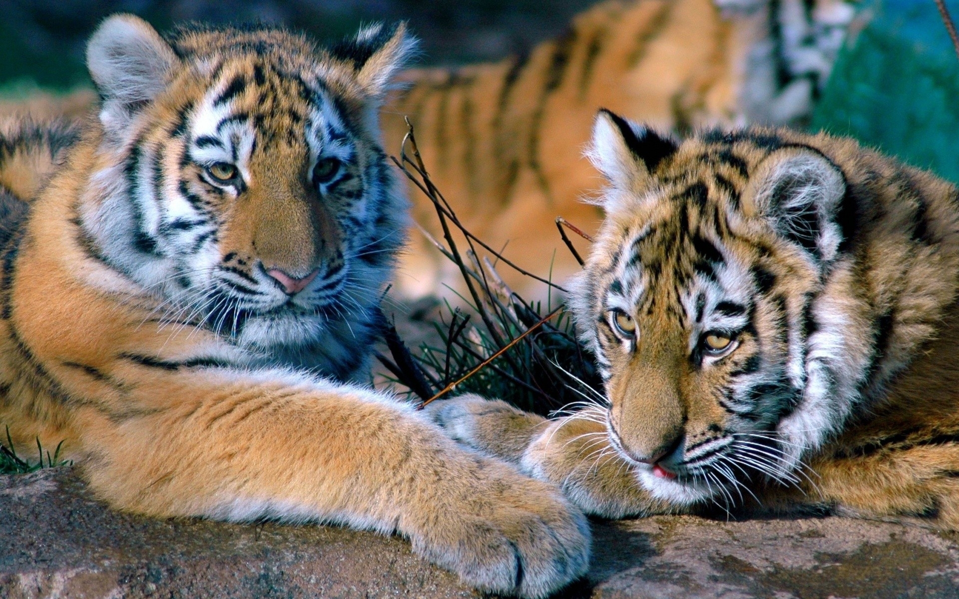 Wallpapers tigers couple lying on the desktop