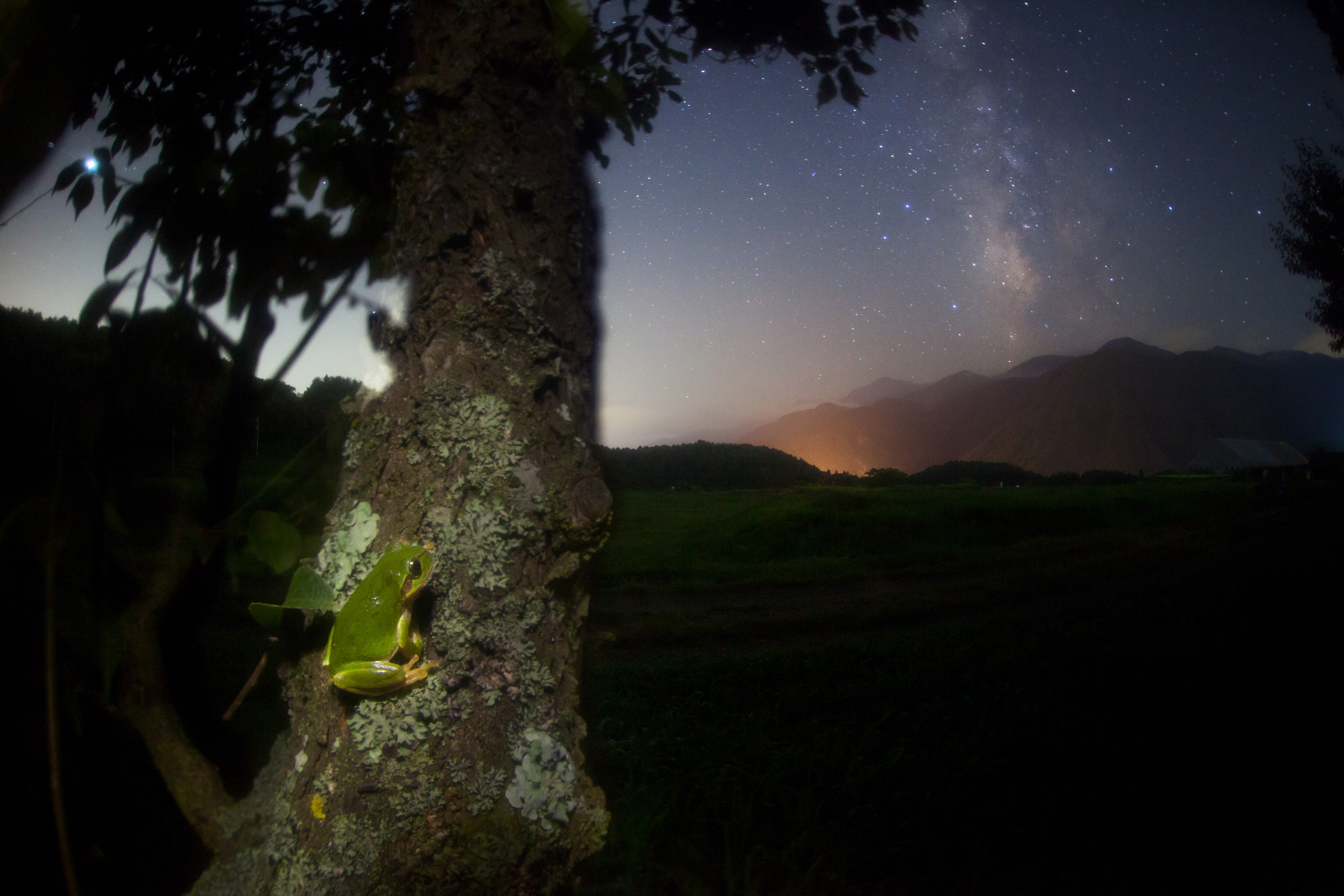 Бесплатное фото Зеленая лягушка на дереве