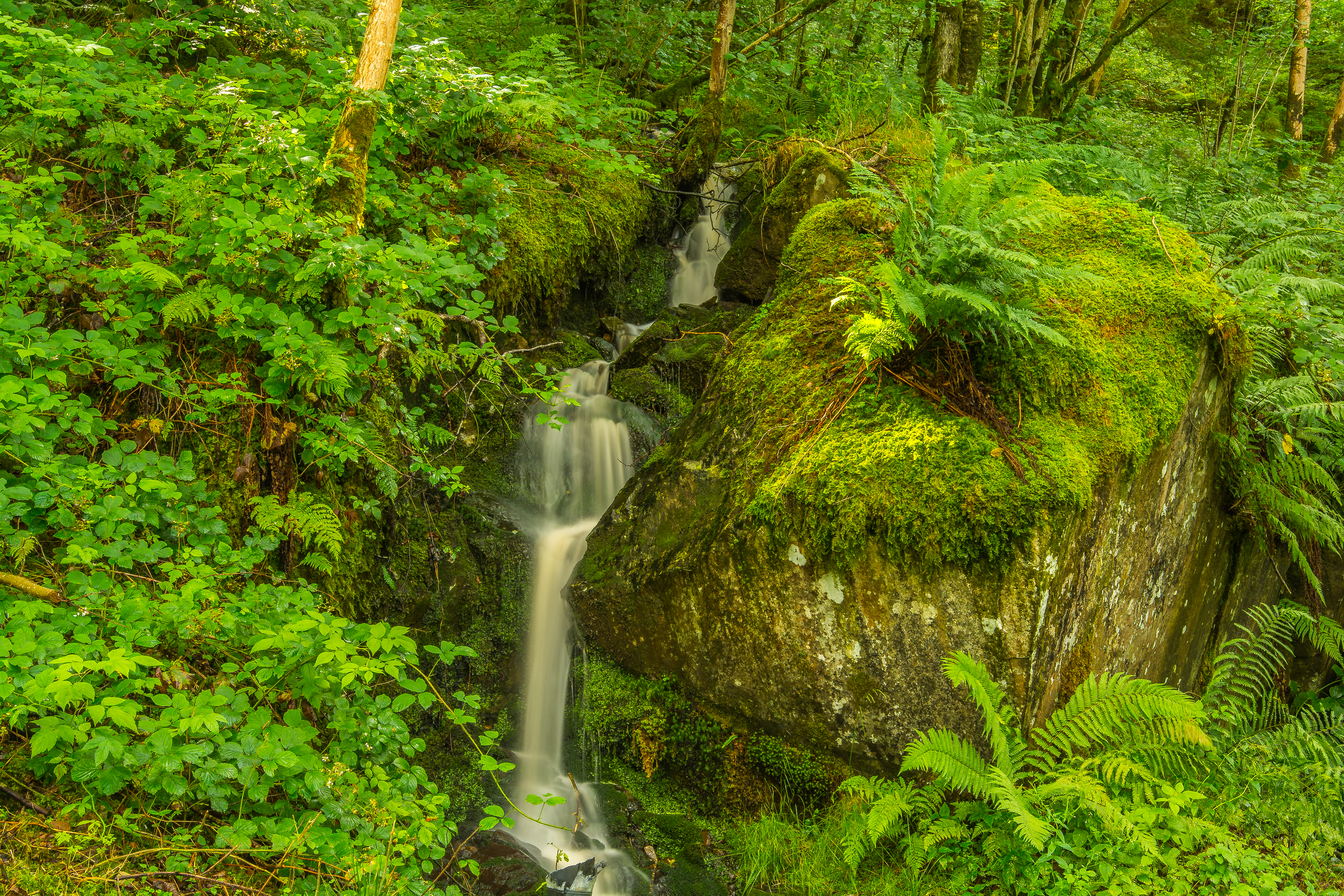 Wallpapers green Wales trees on the desktop