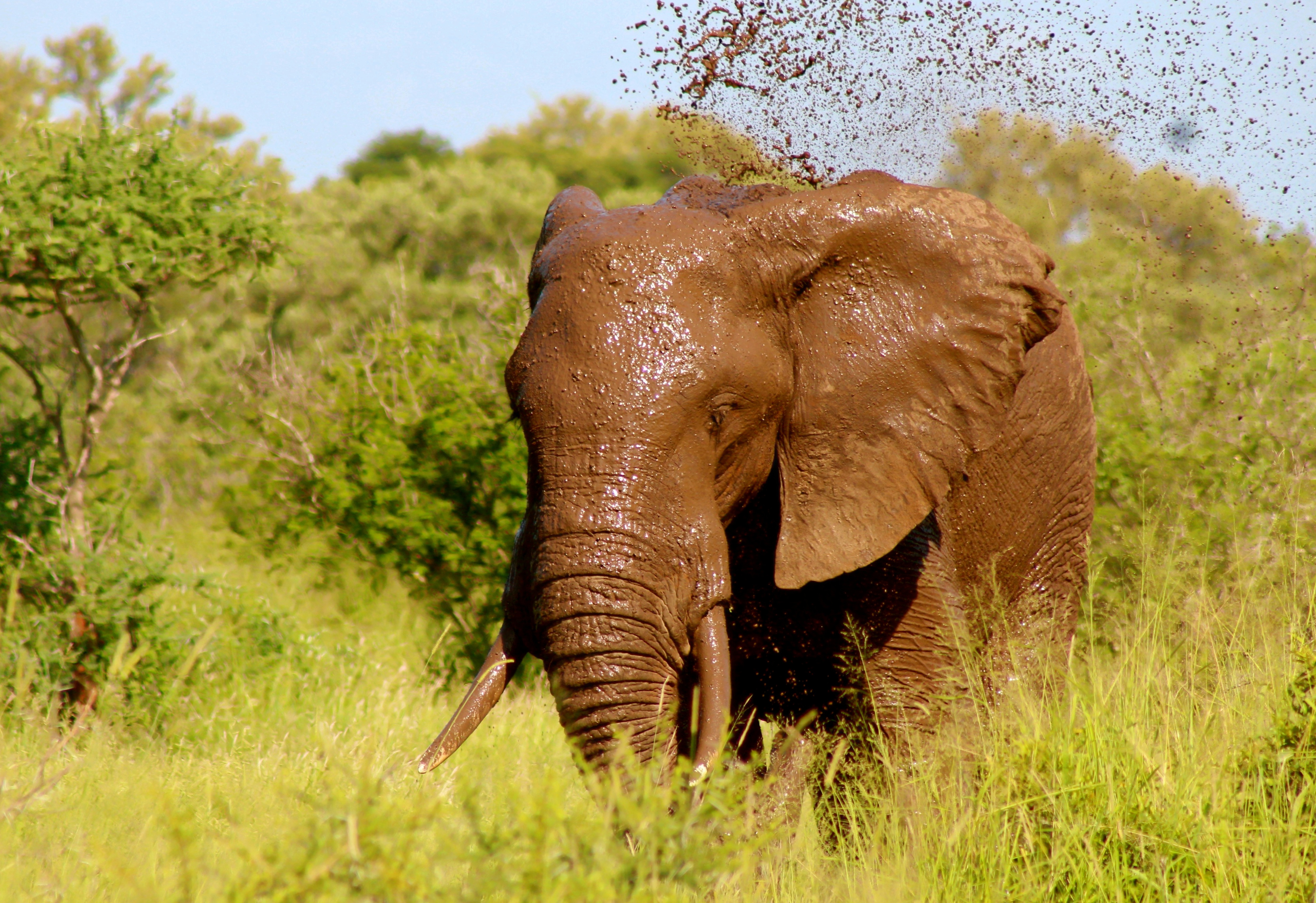 有尖牙的大象被泼上泥巴