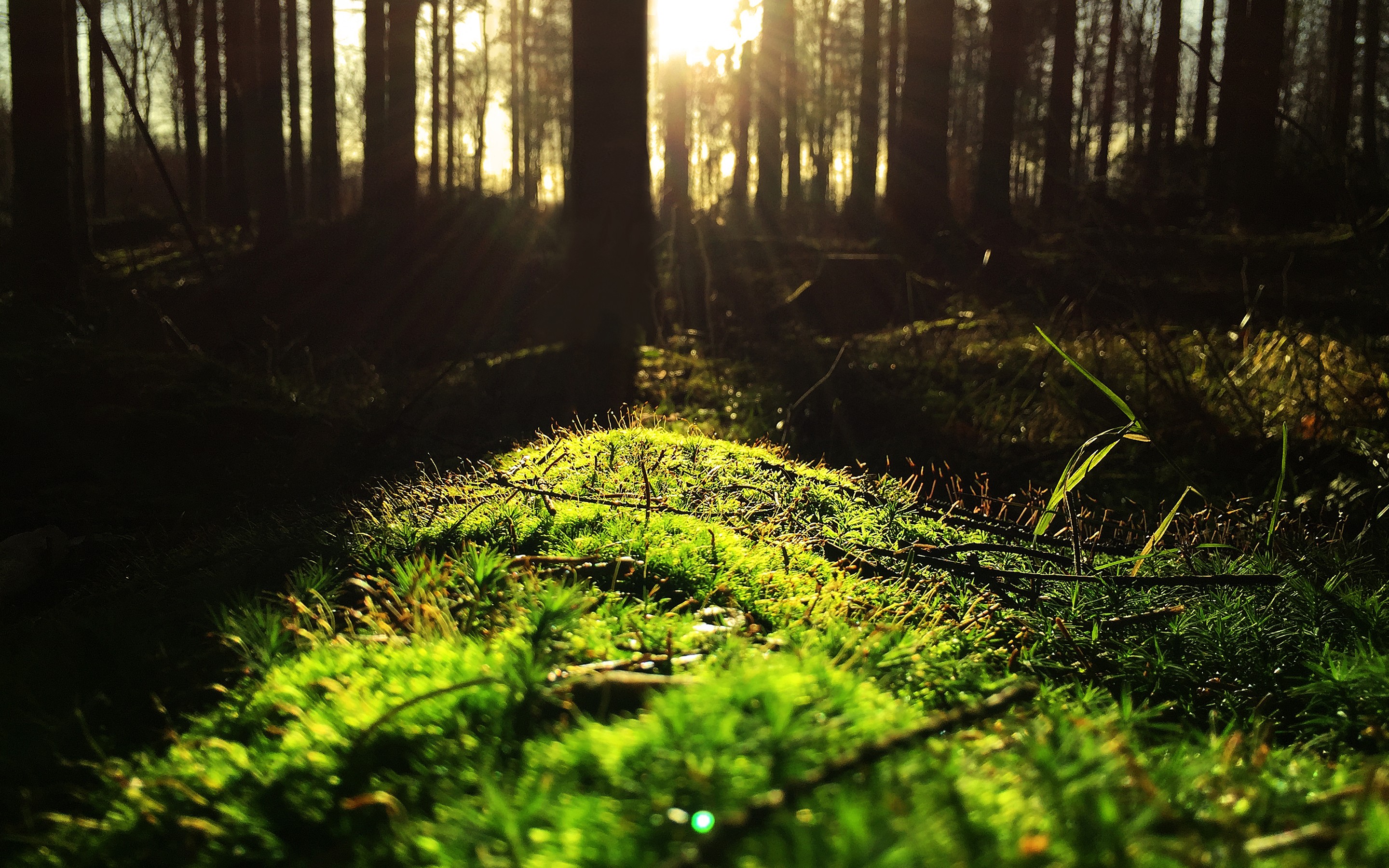 Free photo The first rays of the sun on the green moss.