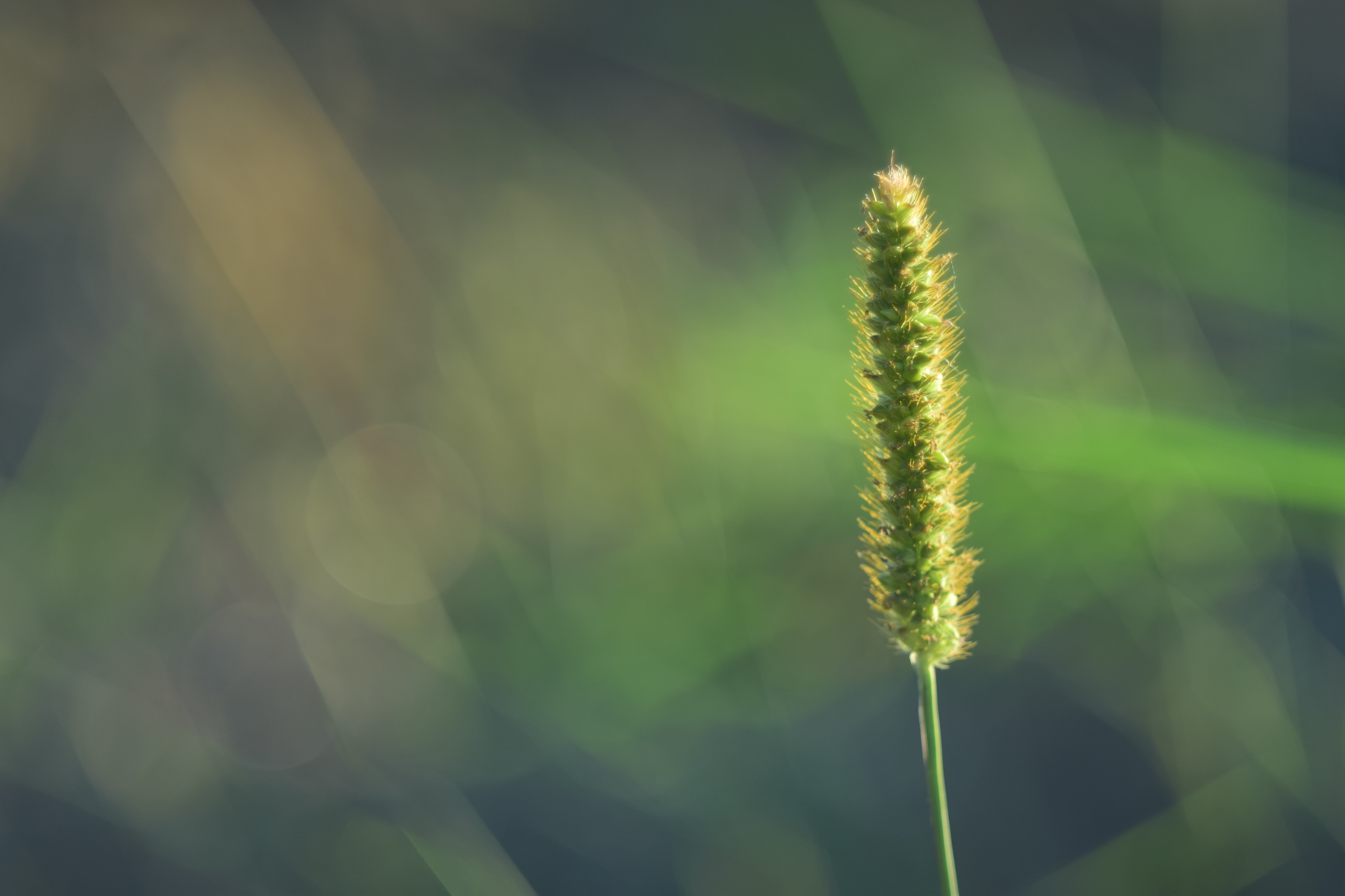 桌面上的壁纸关闭 植物墙纸 鲜花