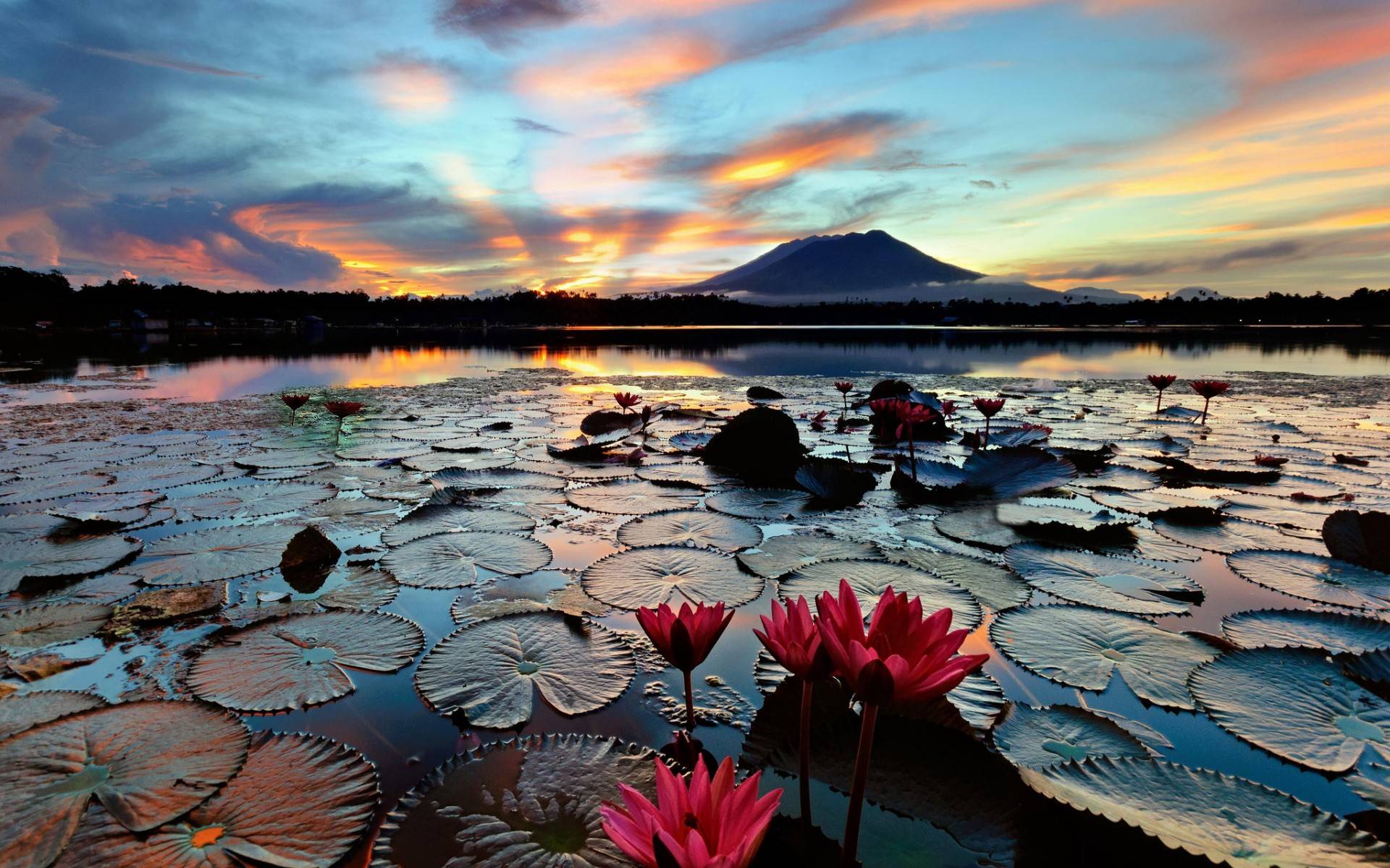 桌面上的壁纸百合花 湖 火山