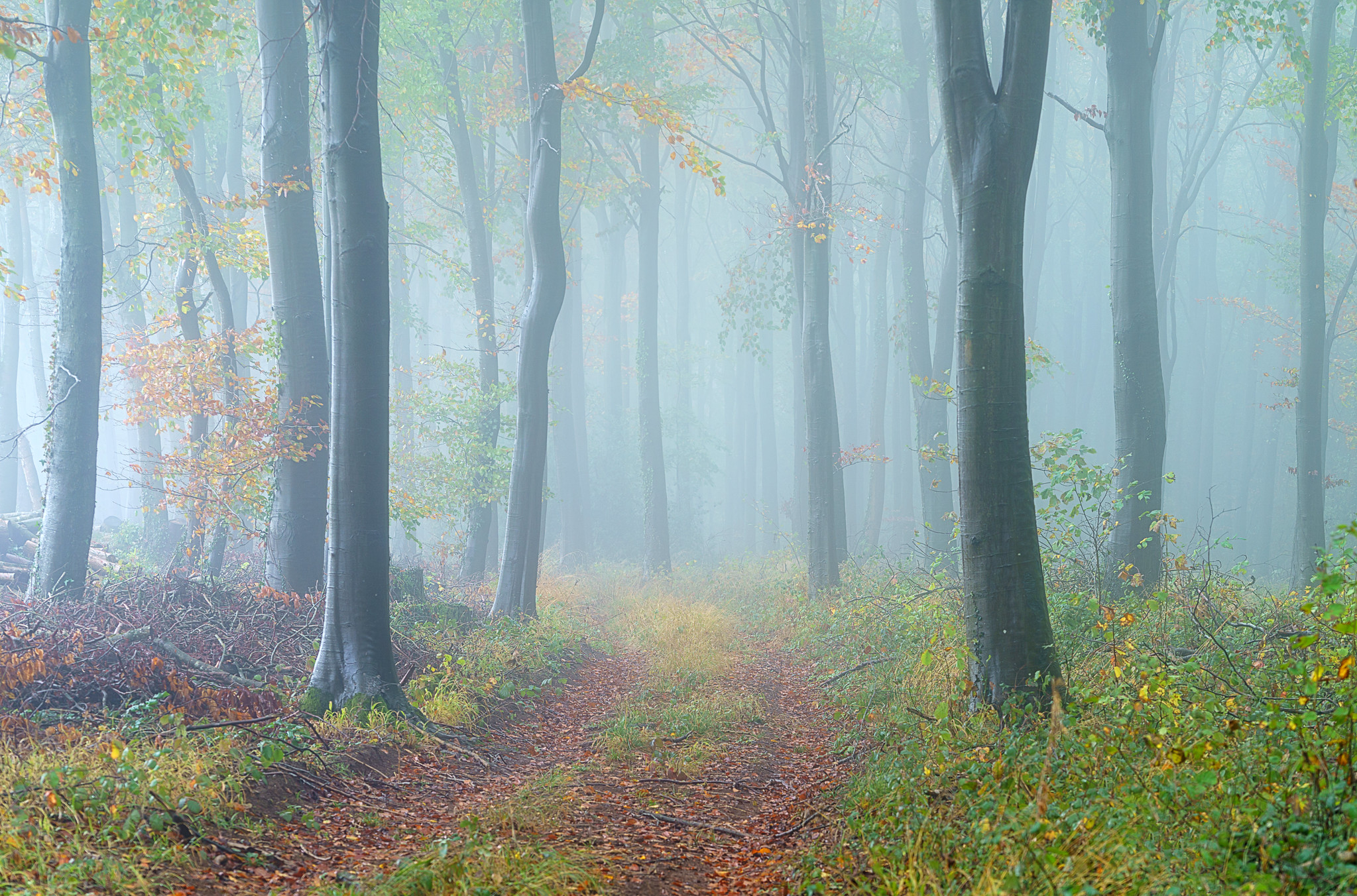 Free photo Forest road for mushrooms