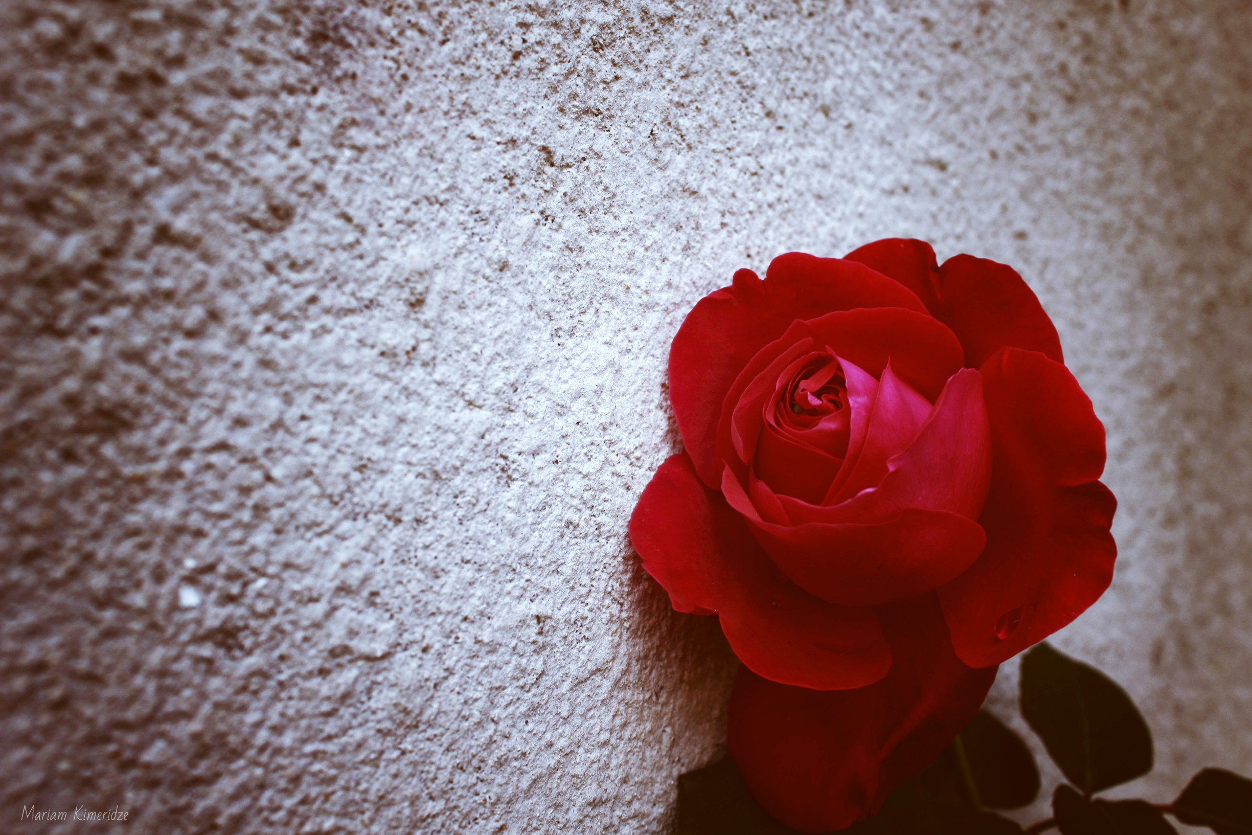 Wallpapers nature red rose on the desktop