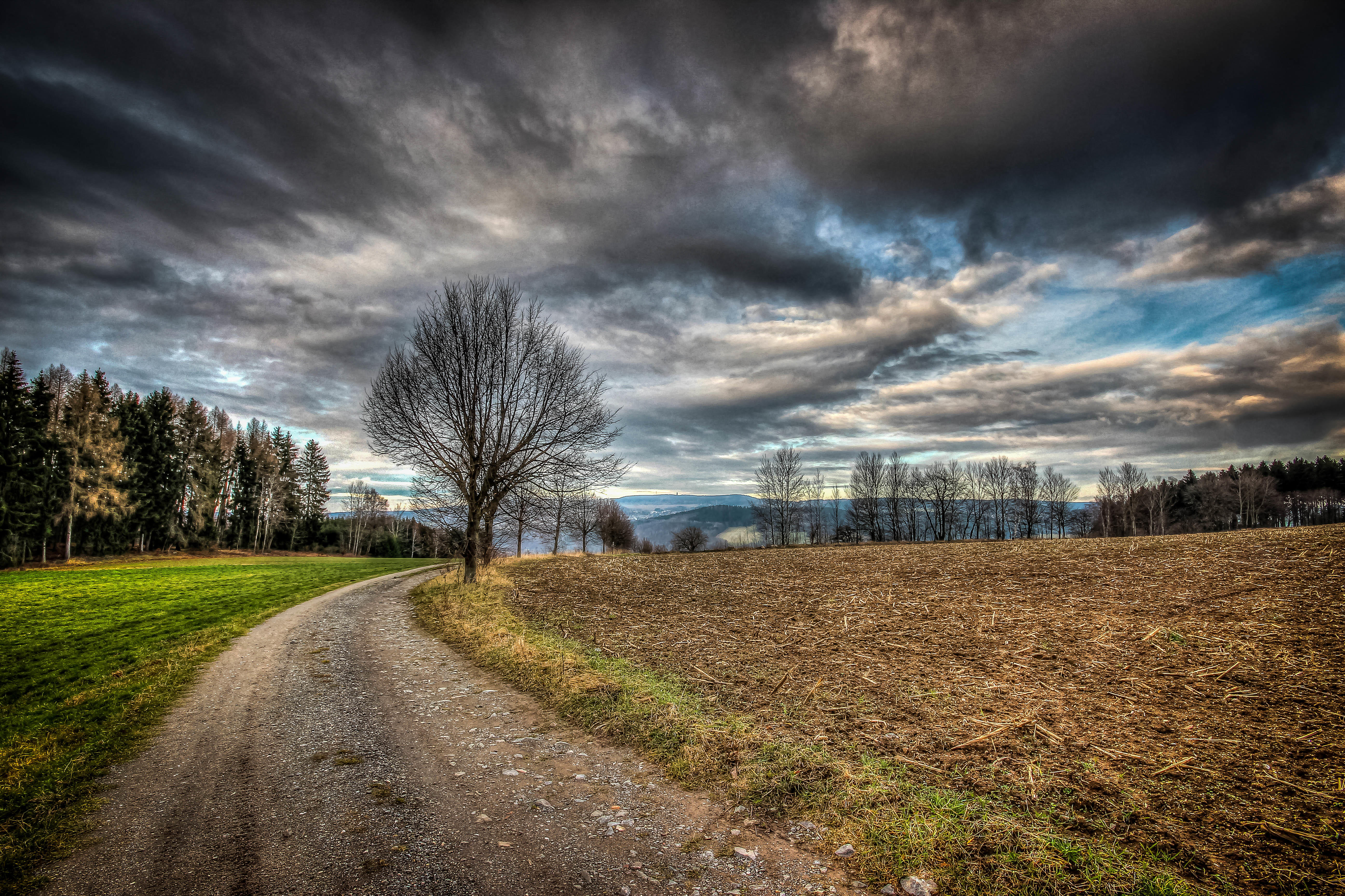 Wallpapers trees without leaves trail path on the desktop