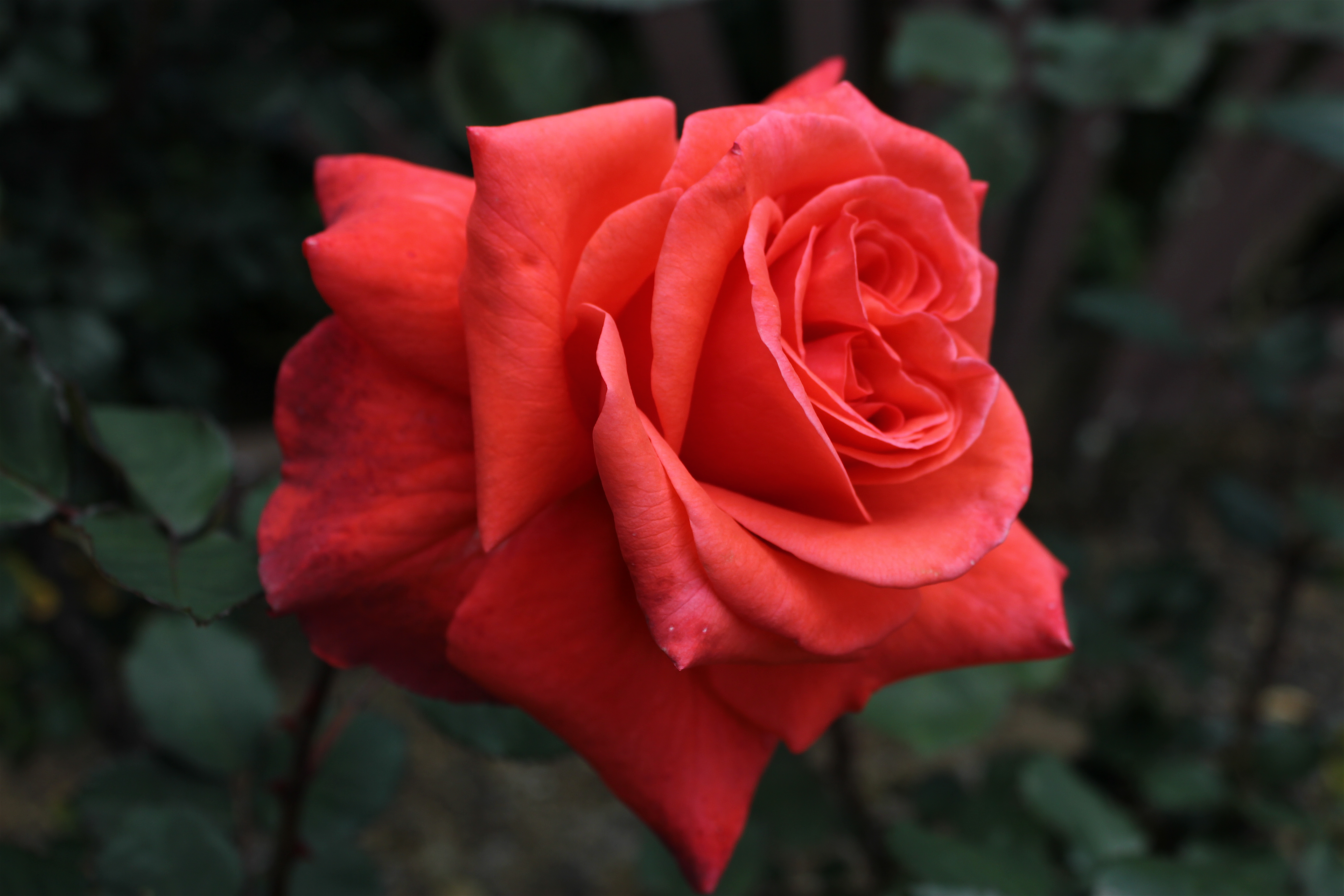 Free photo Rose floribunda