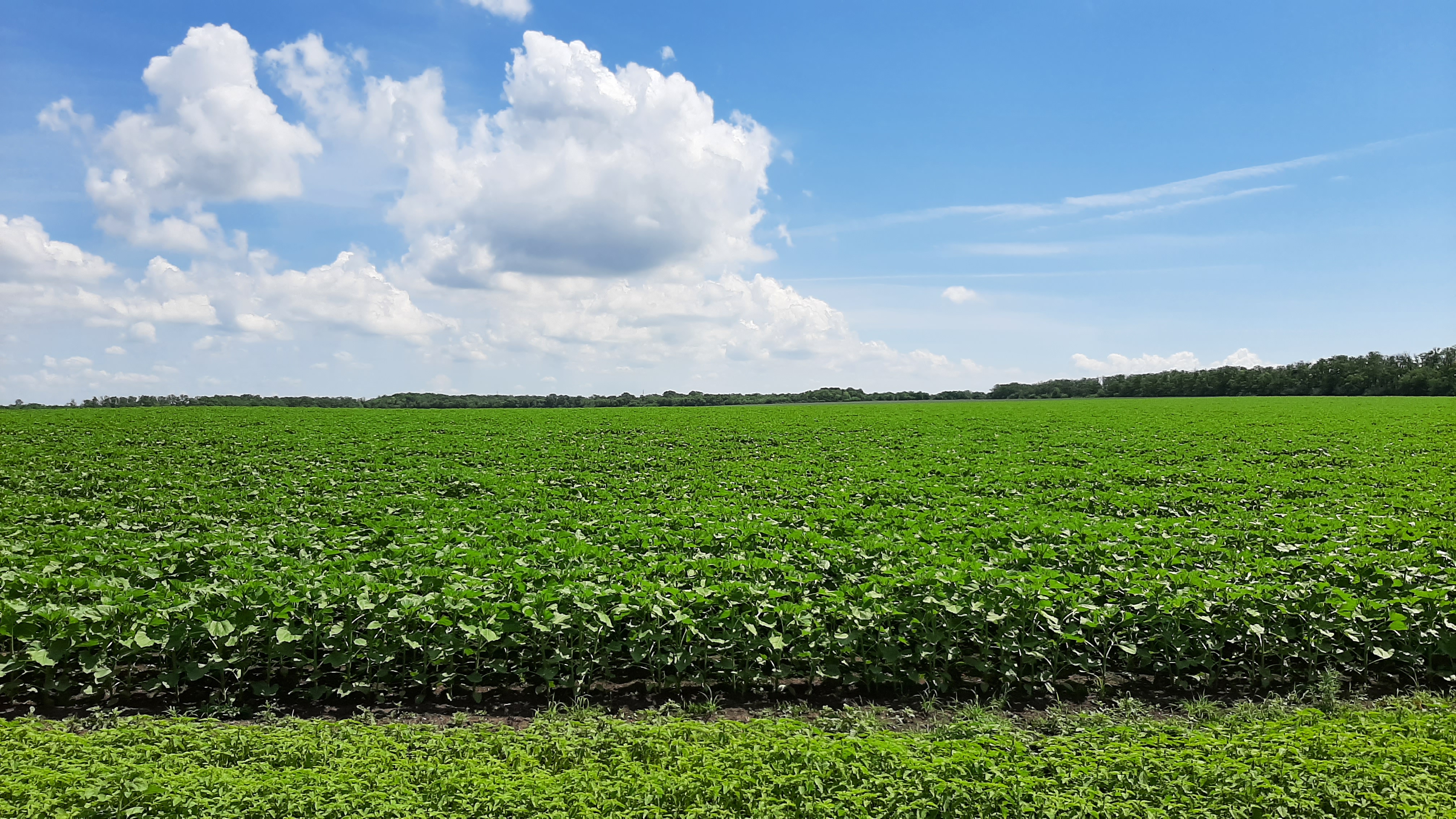 Free photo Large field with green plants