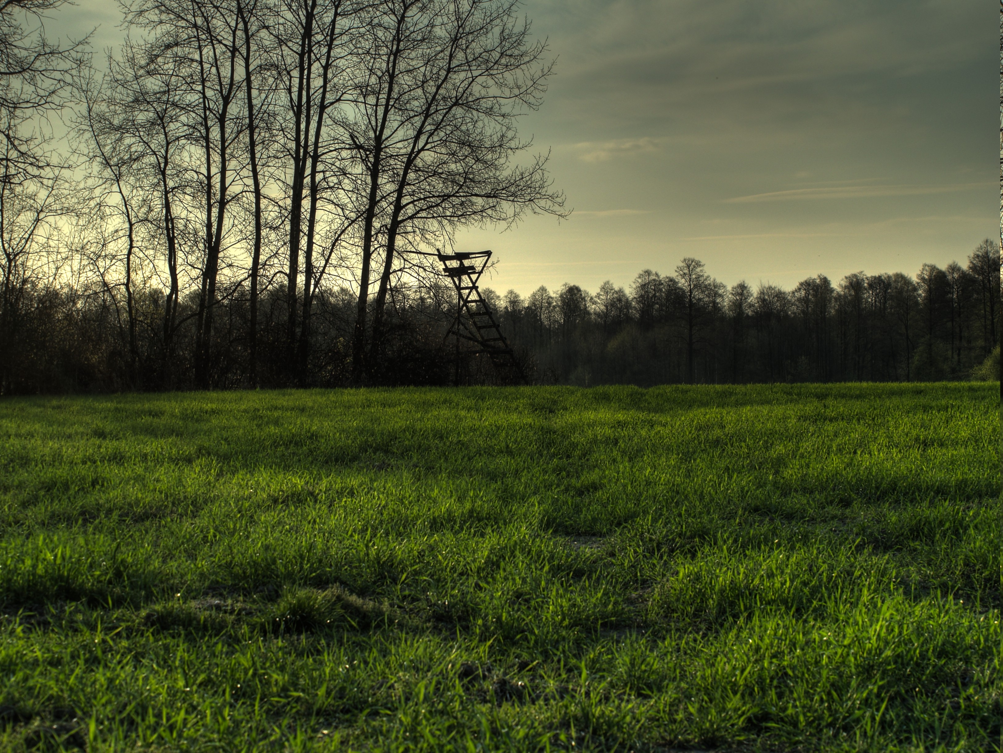 Free photo A green field at dusk in the fall