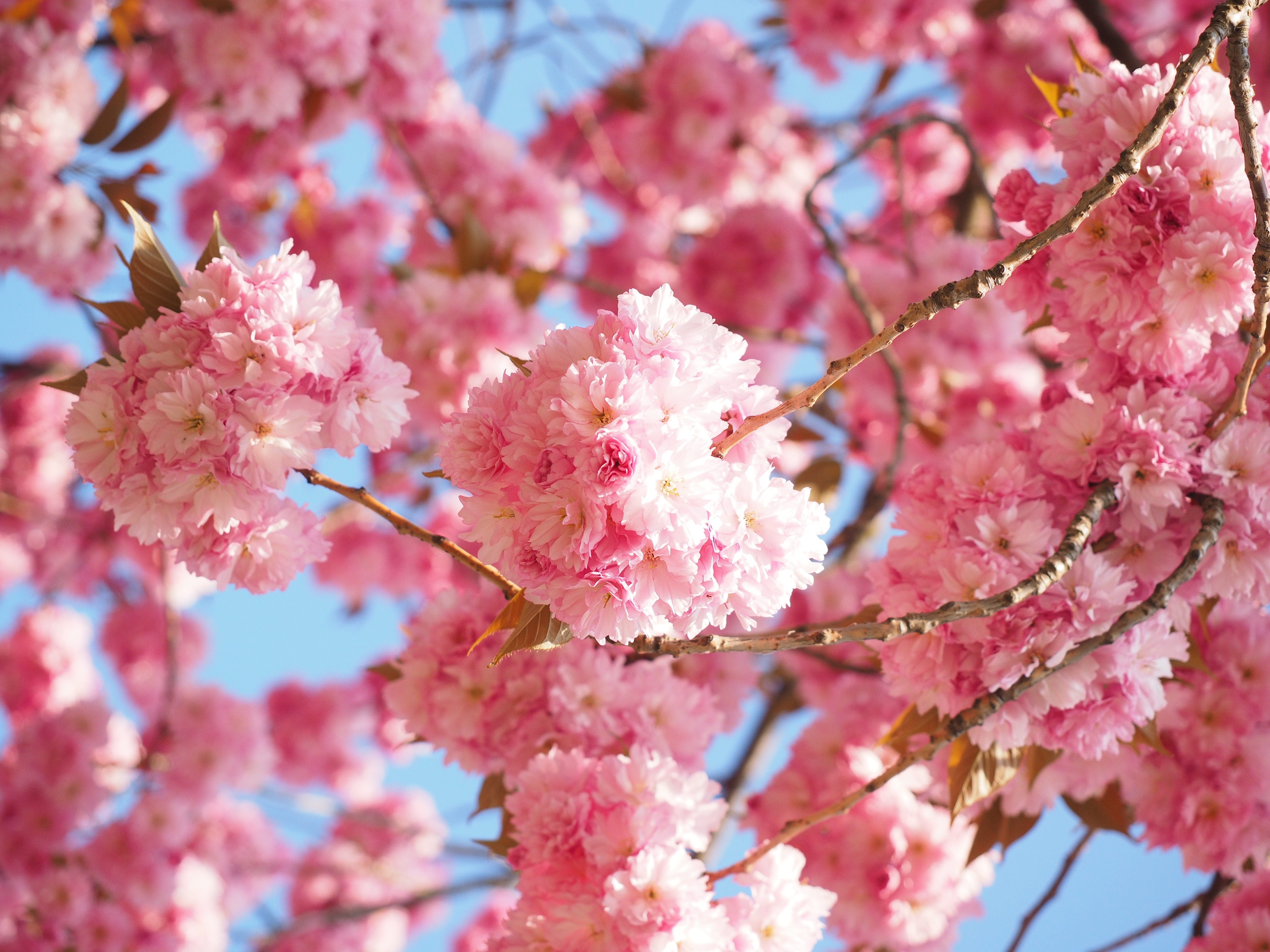 Wallpapers tree branch flower on the desktop