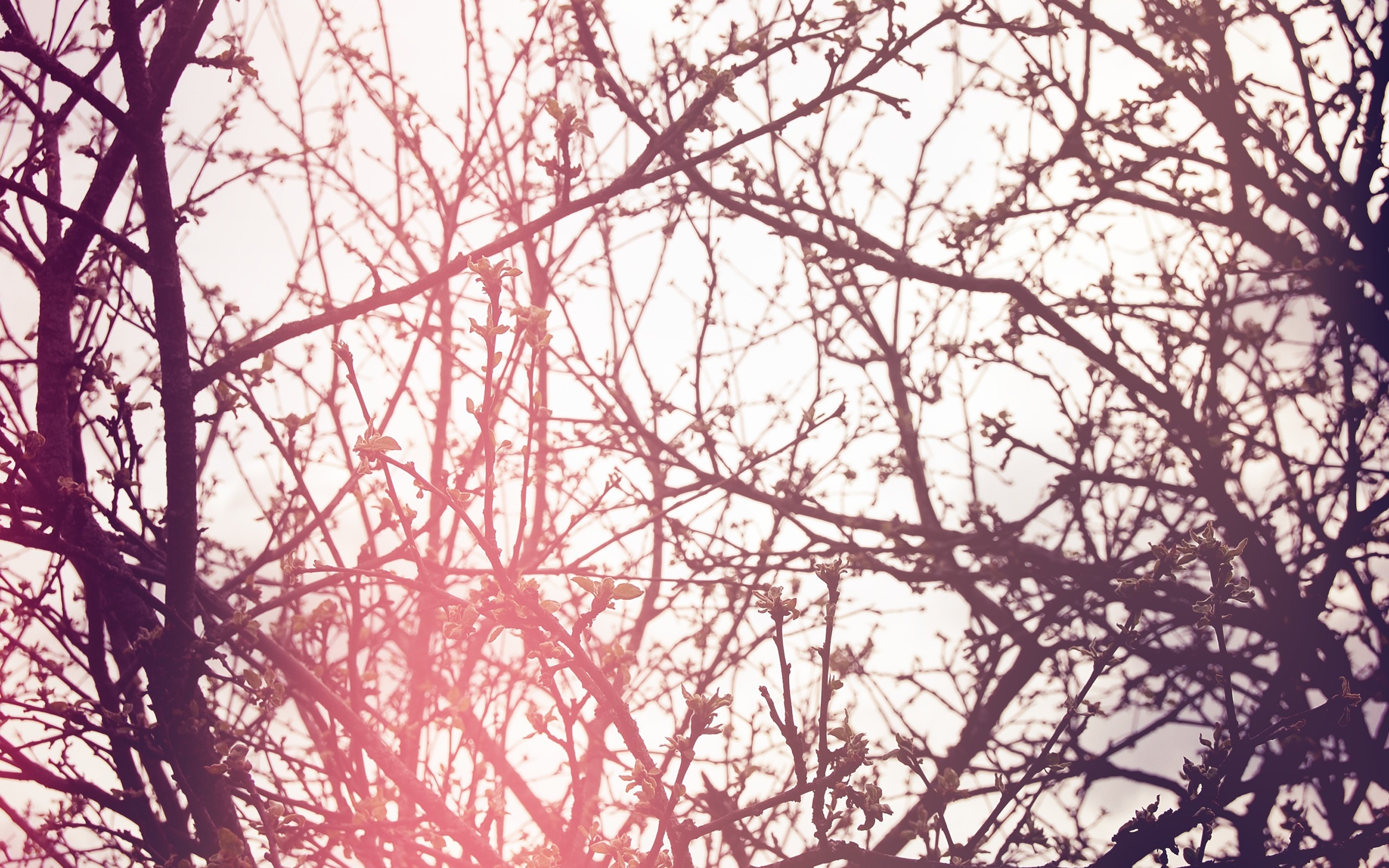 桌面上的壁纸木材 分支机构 栽种